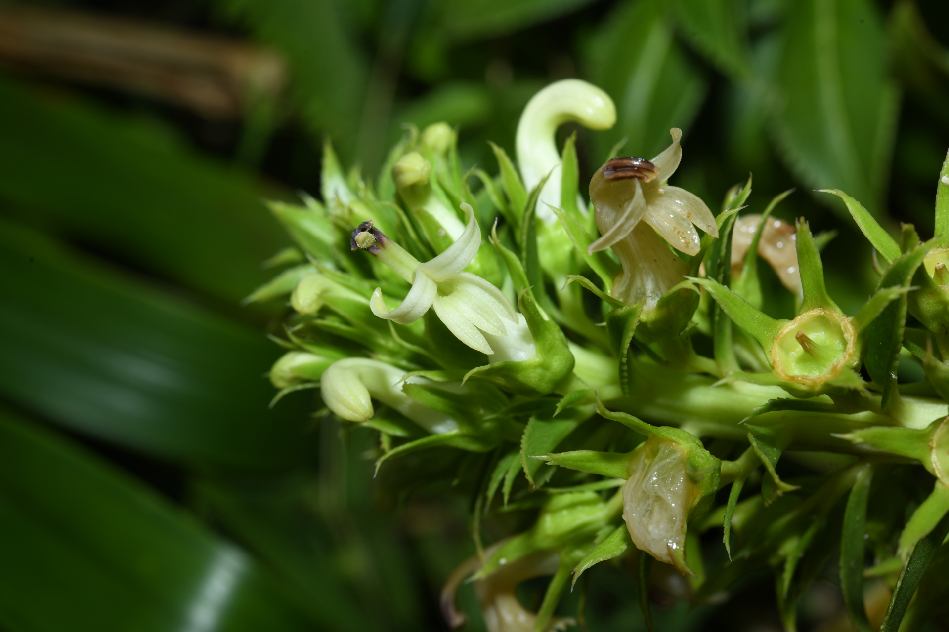 Lobelia stricta R.Br. - Photo Bivouac Naturaliste