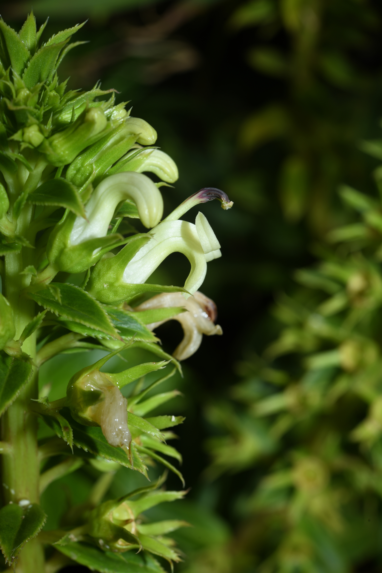 Lobelia stricta R.Br. - Photo Bivouac Naturaliste