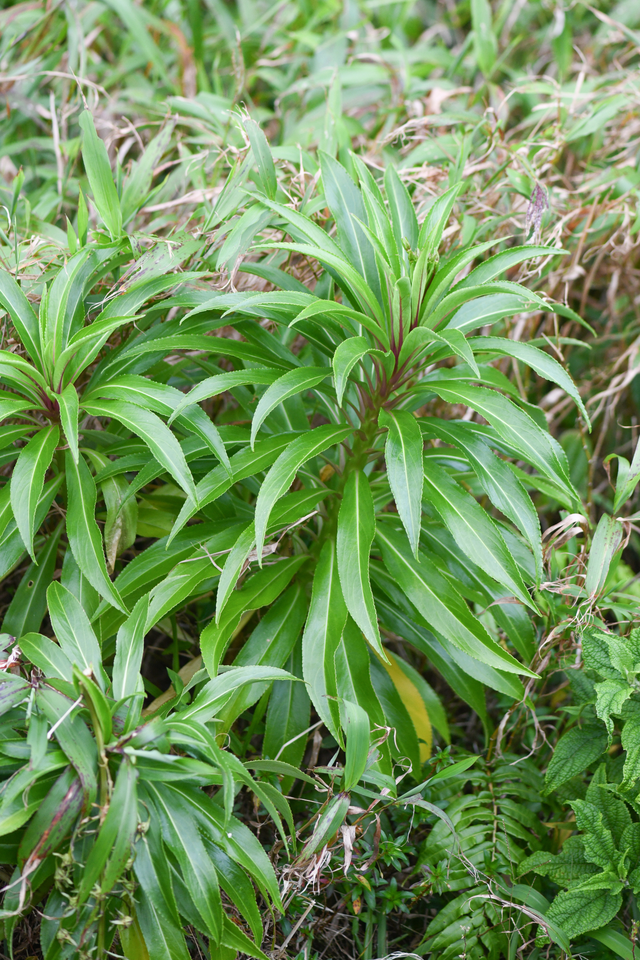 Lobelia digitalifolia (Griseb.) Urb. - Photo Bivouac Naturaliste