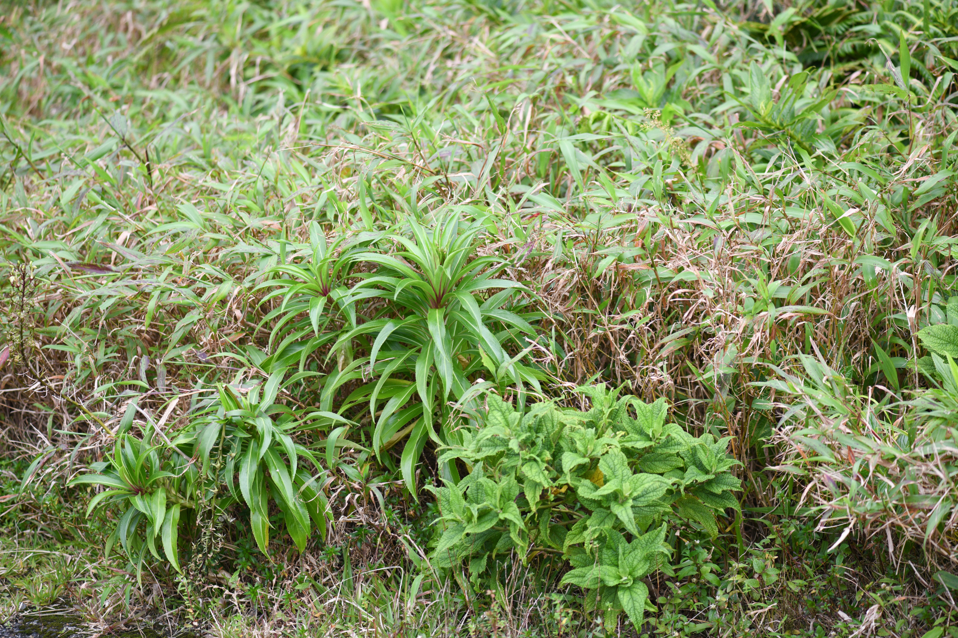 Lobelia digitalifolia (Griseb.) Urb. - Photo Bivouac Naturaliste