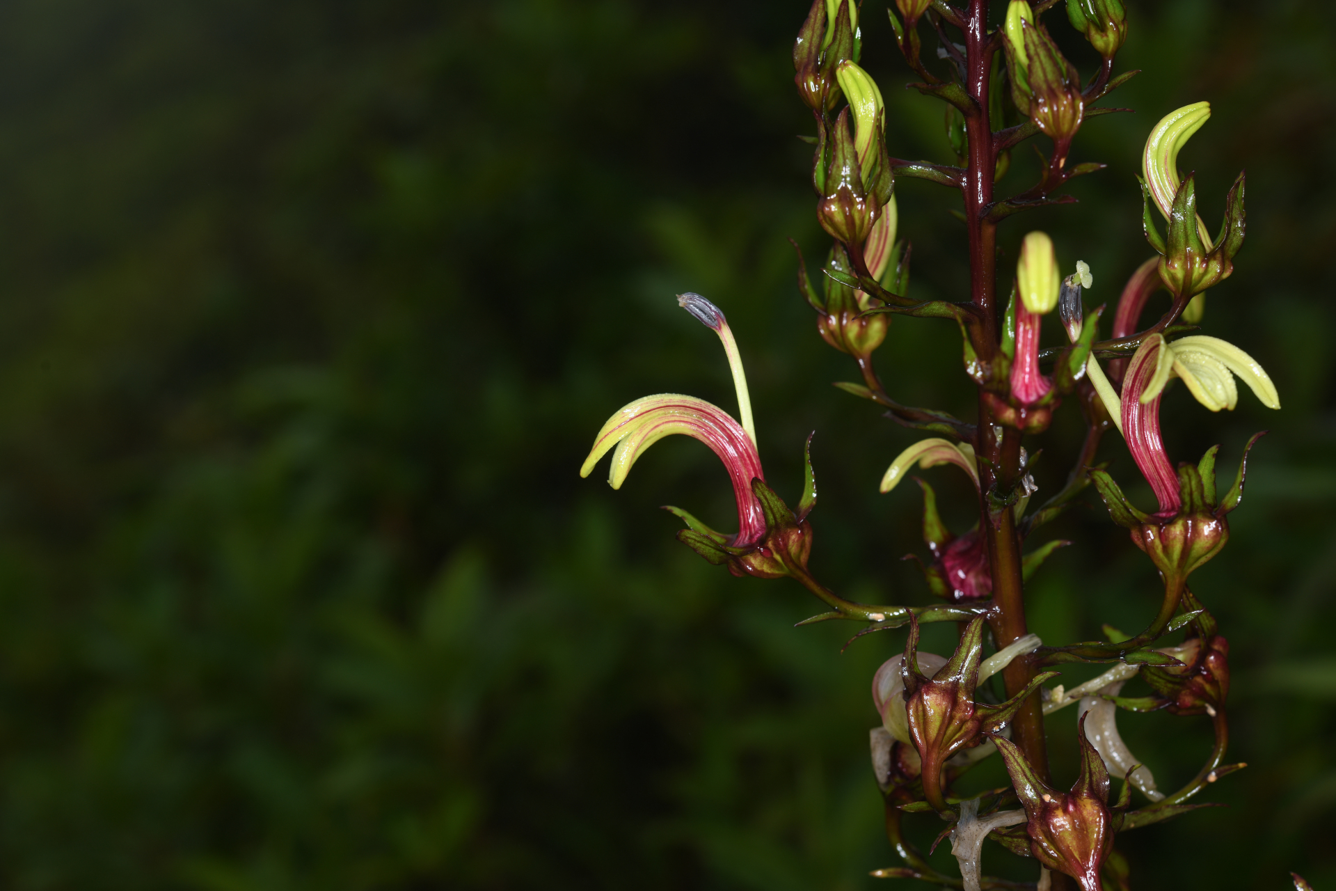 Lobelia digitalifolia (Griseb.) Urb. - Photo Bivouac Naturaliste