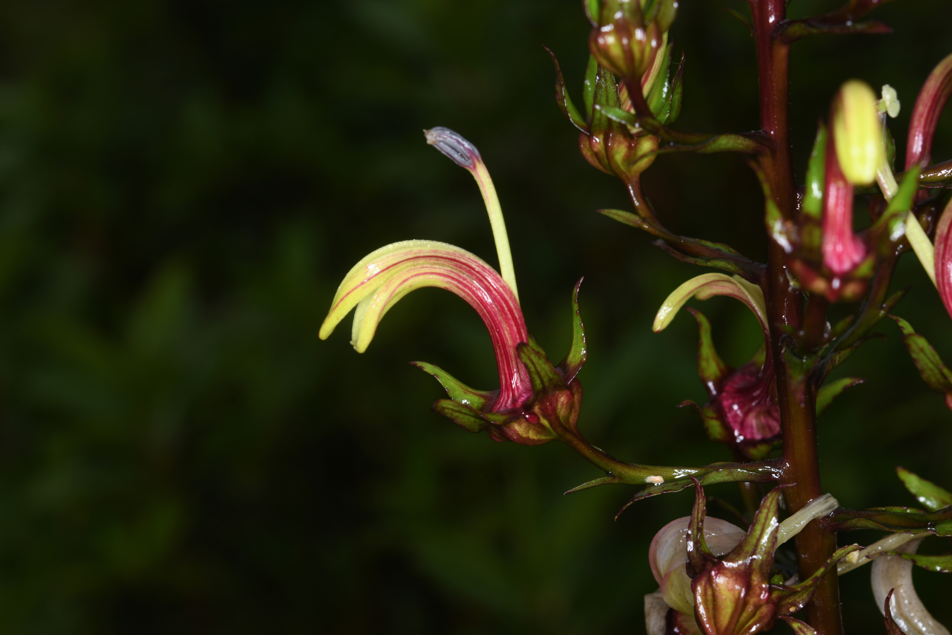 Lobelia digitalifolia (Griseb.) Urb. - Photo Bivouac Naturaliste
