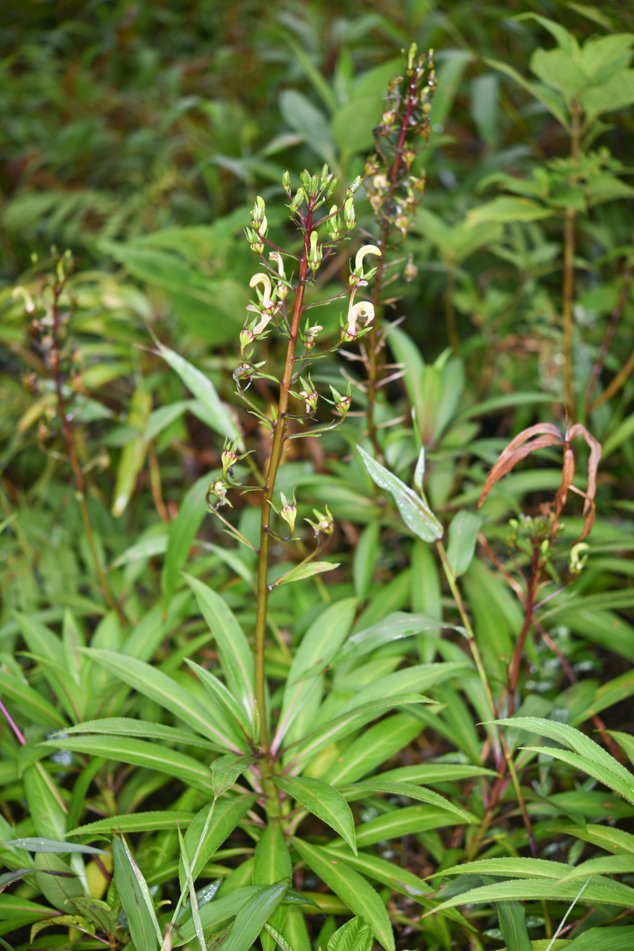 Lobelia digitalifolia (Griseb.) Urb. - Photo Bivouac Naturaliste
