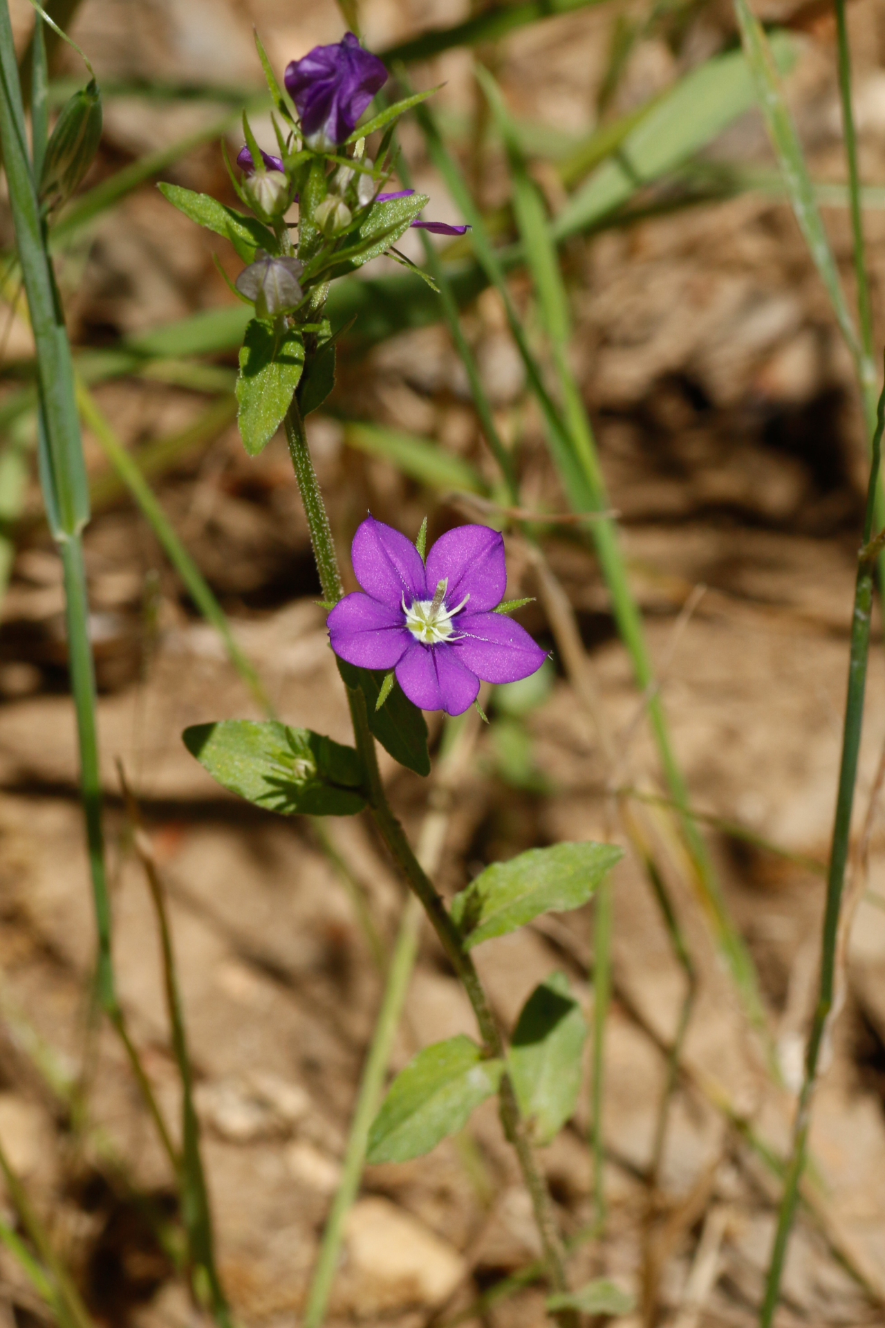 Legousia speculum-veneris (L.) Chaix - Photo Bivouac Naturaliste