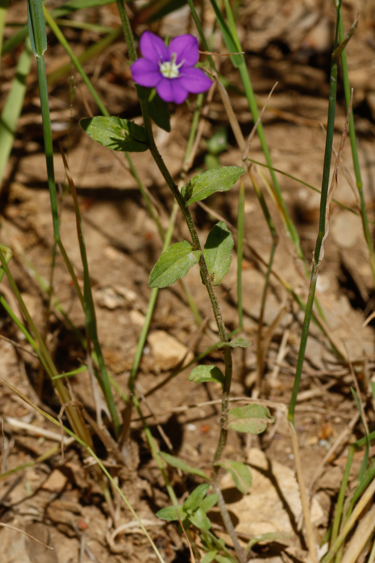 Legousia speculum-veneris (L.) Chaix - Photo Bivouac Naturaliste