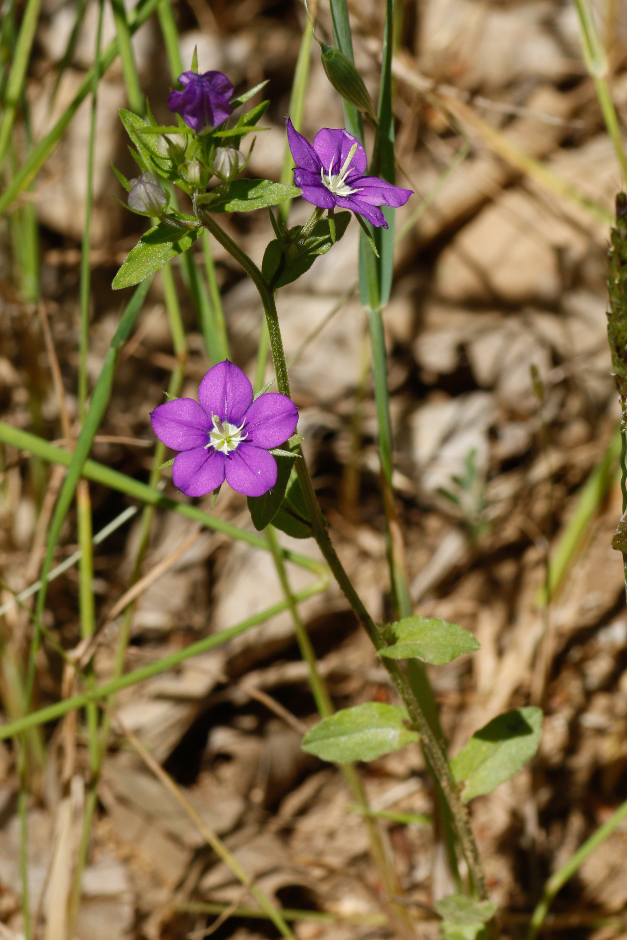 Legousia speculum-veneris (L.) Chaix - Photo Bivouac Naturaliste