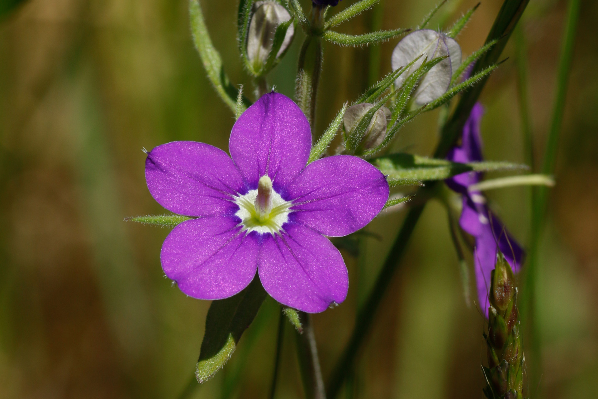 Legousia speculum-veneris (L.) Chaix - Photo Bivouac Naturaliste