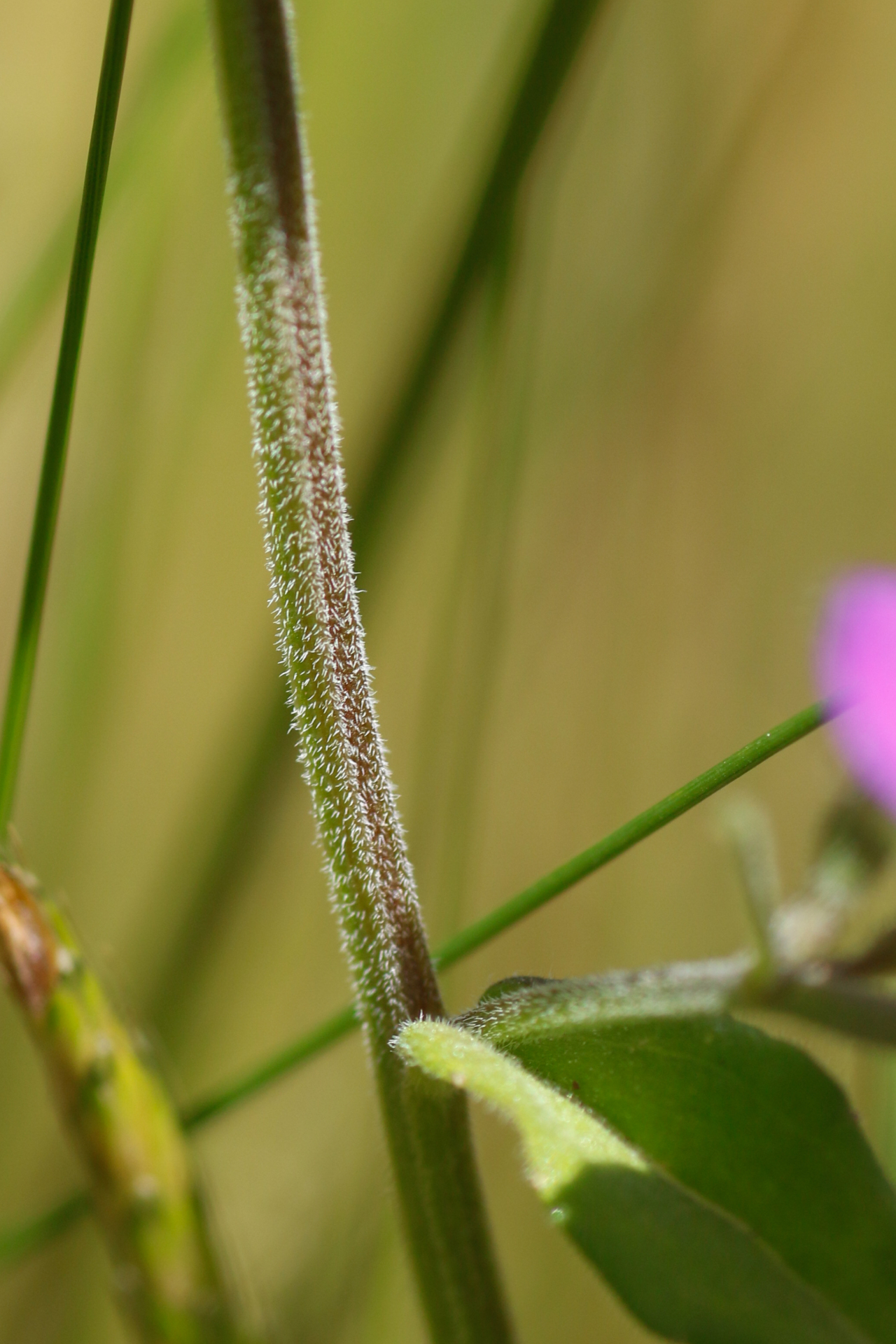 Legousia speculum-veneris (L.) Chaix - Photo Bivouac Naturaliste