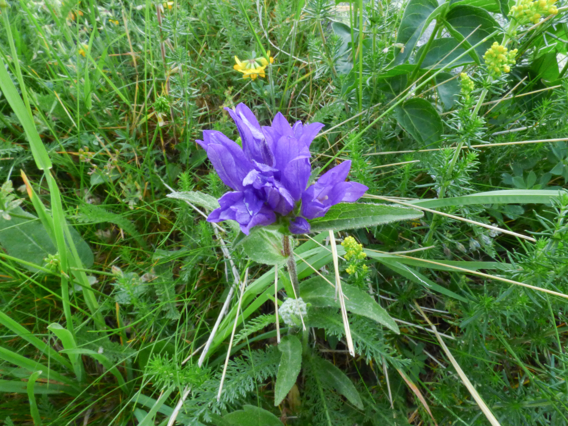 Campanula glomerata L. - Photo Bivouac Naturaliste