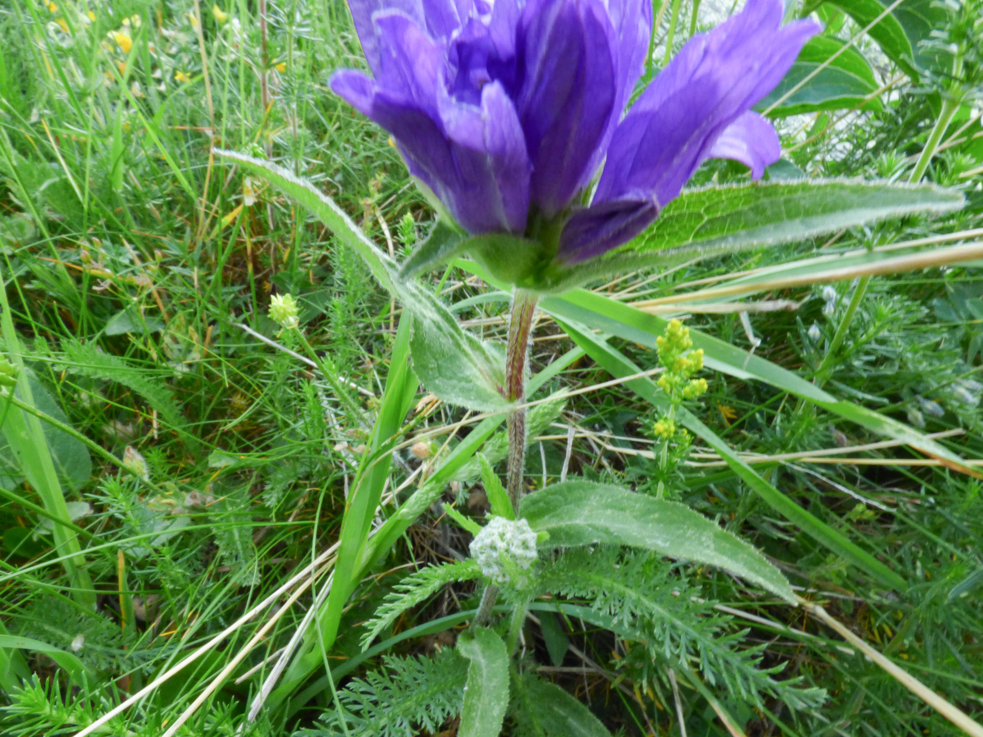 Campanula glomerata L. - Photo Bivouac Naturaliste