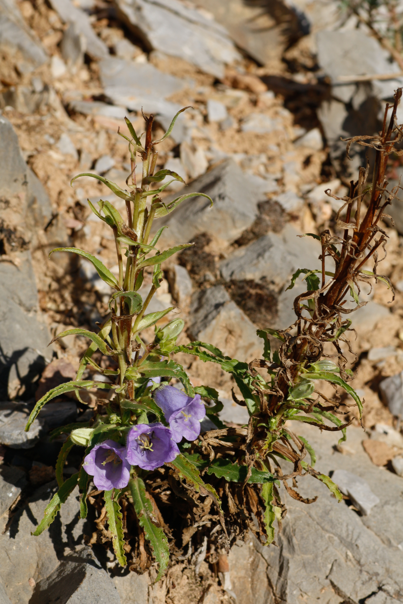 Campanula speciosa Pourr. - Photo Bivouac Naturaliste