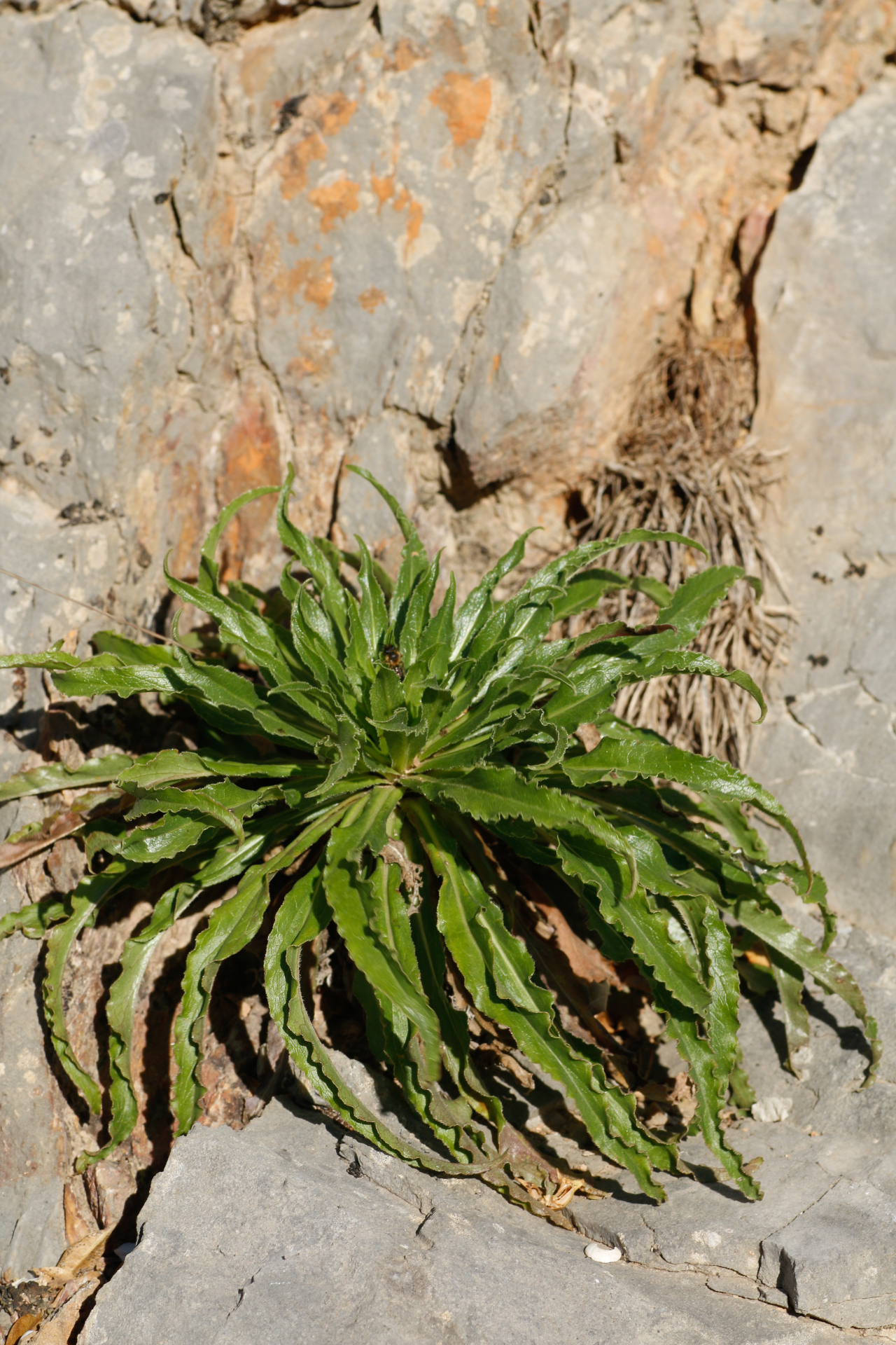 Campanula speciosa Pourr. - Photo Bivouac Naturaliste