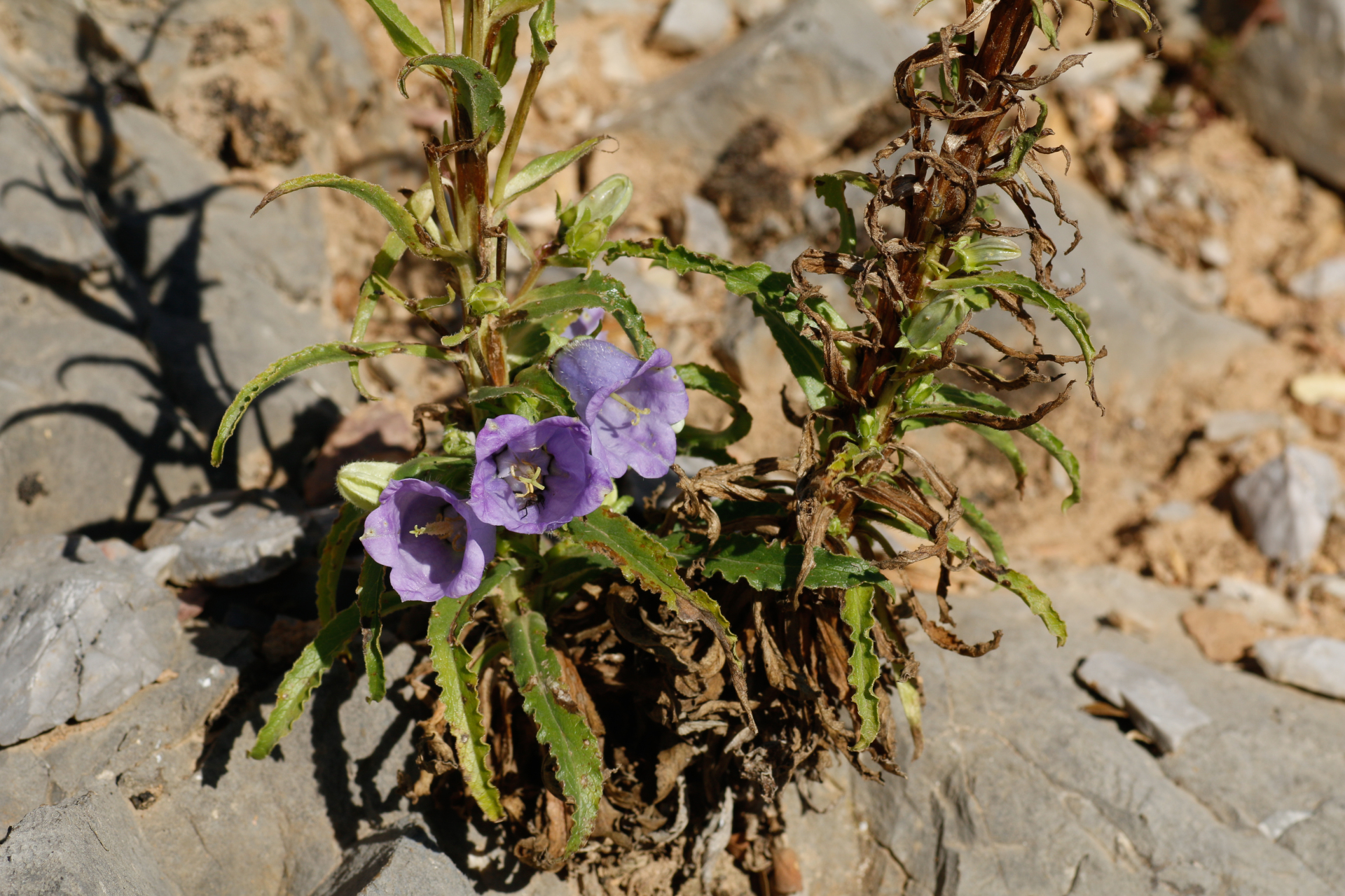 Campanula speciosa Pourr. - Photo Bivouac Naturaliste