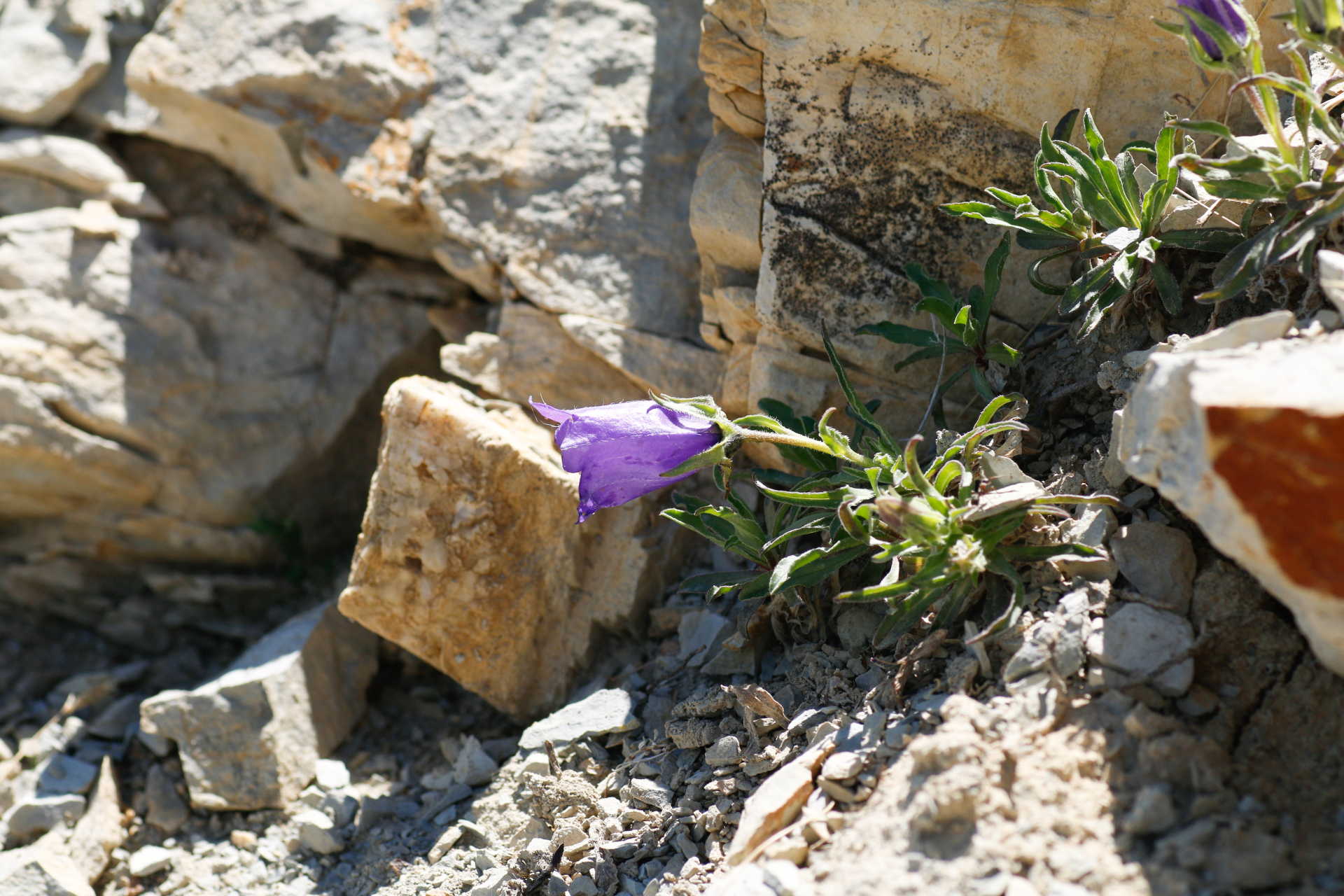 Campanula alpestris All. - Photo Bivouac Naturaliste