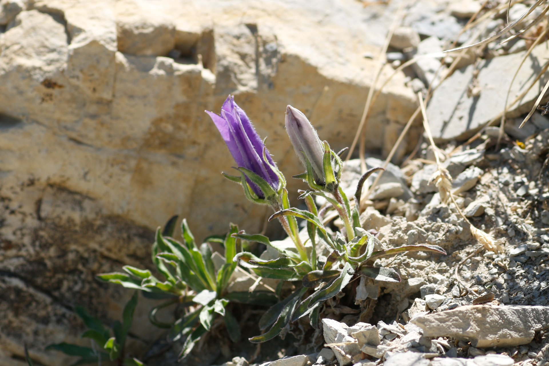 Campanula alpestris All. - Photo Bivouac Naturaliste