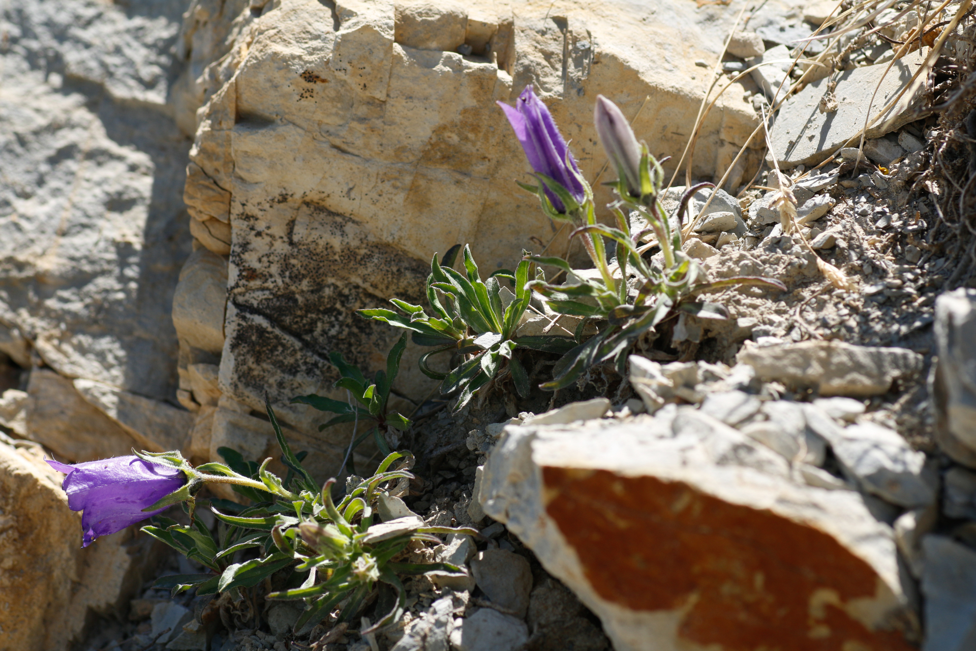 Campanula alpestris All. - Photo Bivouac Naturaliste