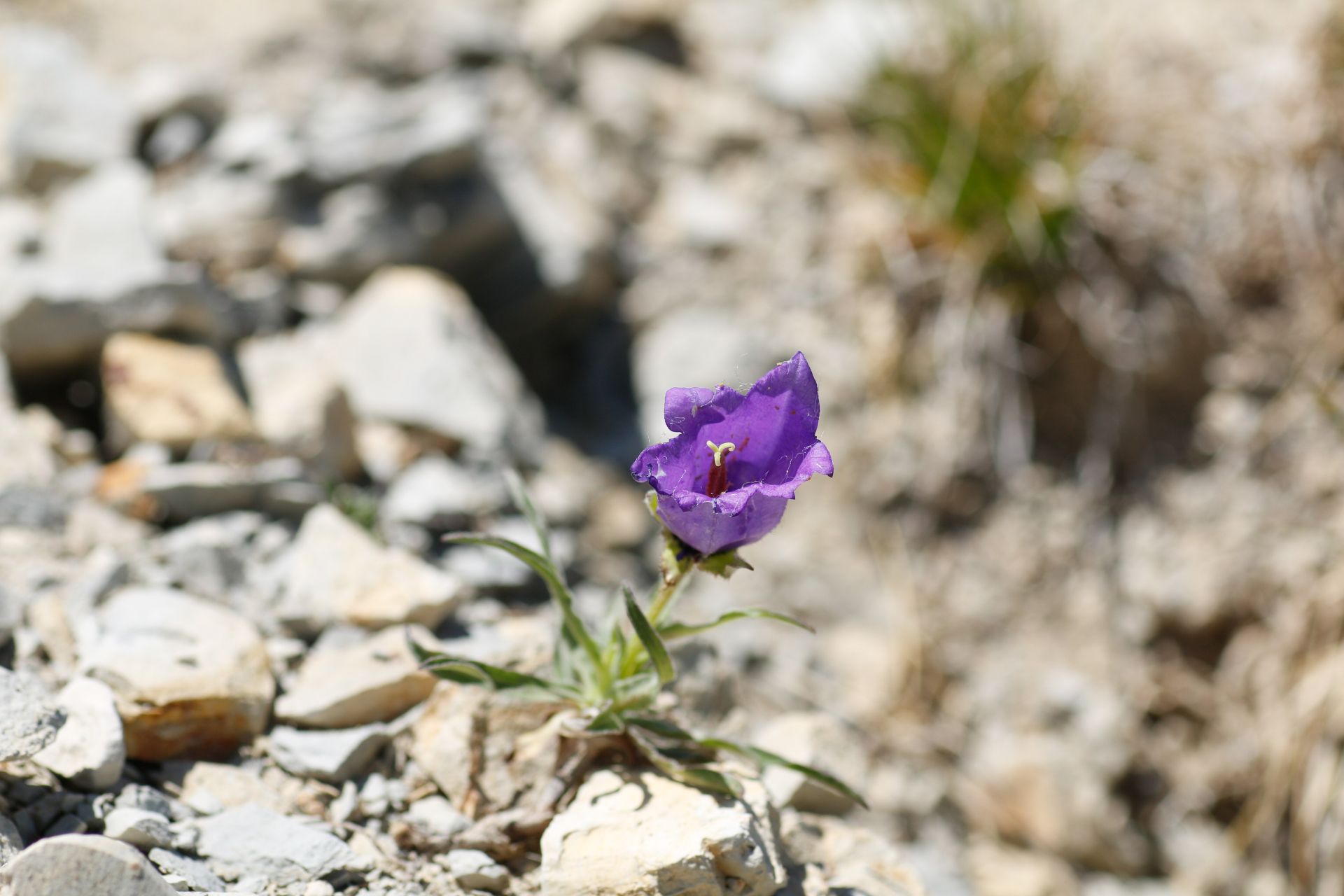 Campanula alpestris All. - Photo Bivouac Naturaliste