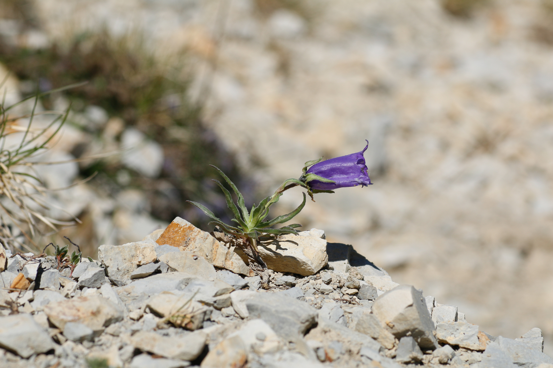 Campanula alpestris All. - Photo Bivouac Naturaliste