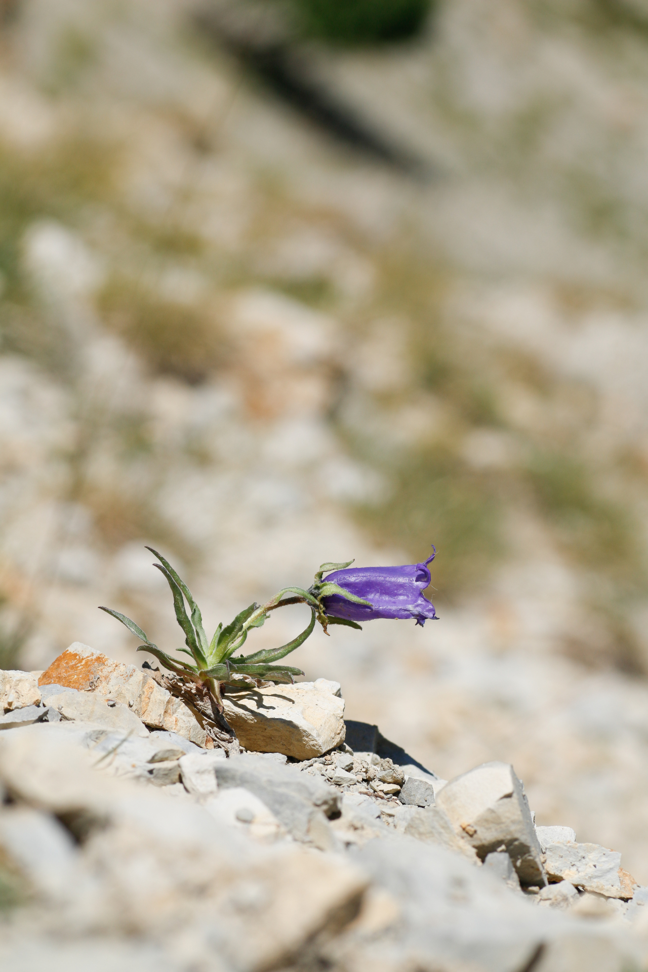 Campanula alpestris All. - Photo Bivouac Naturaliste