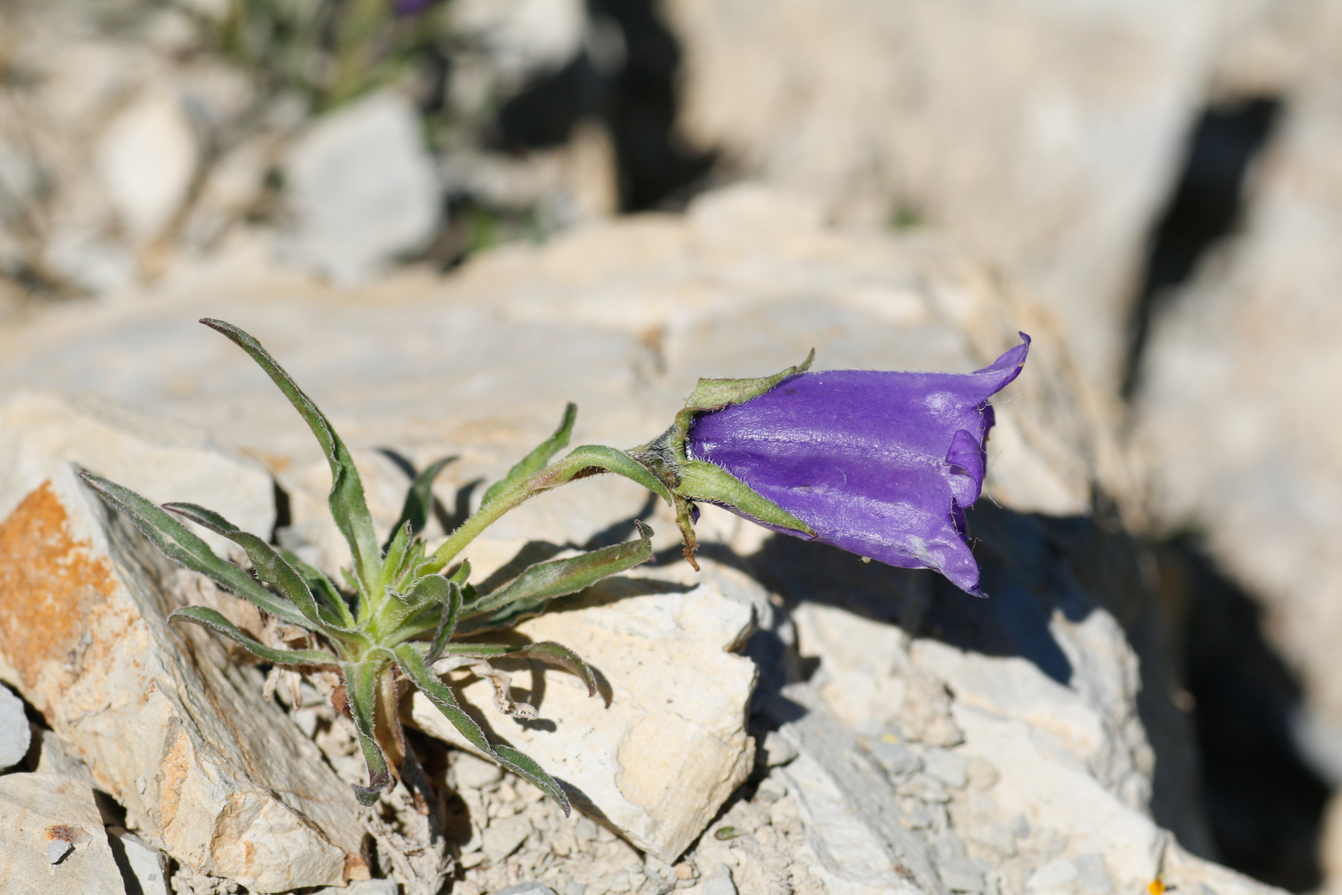 Campanula alpestris All. - Photo Bivouac Naturaliste