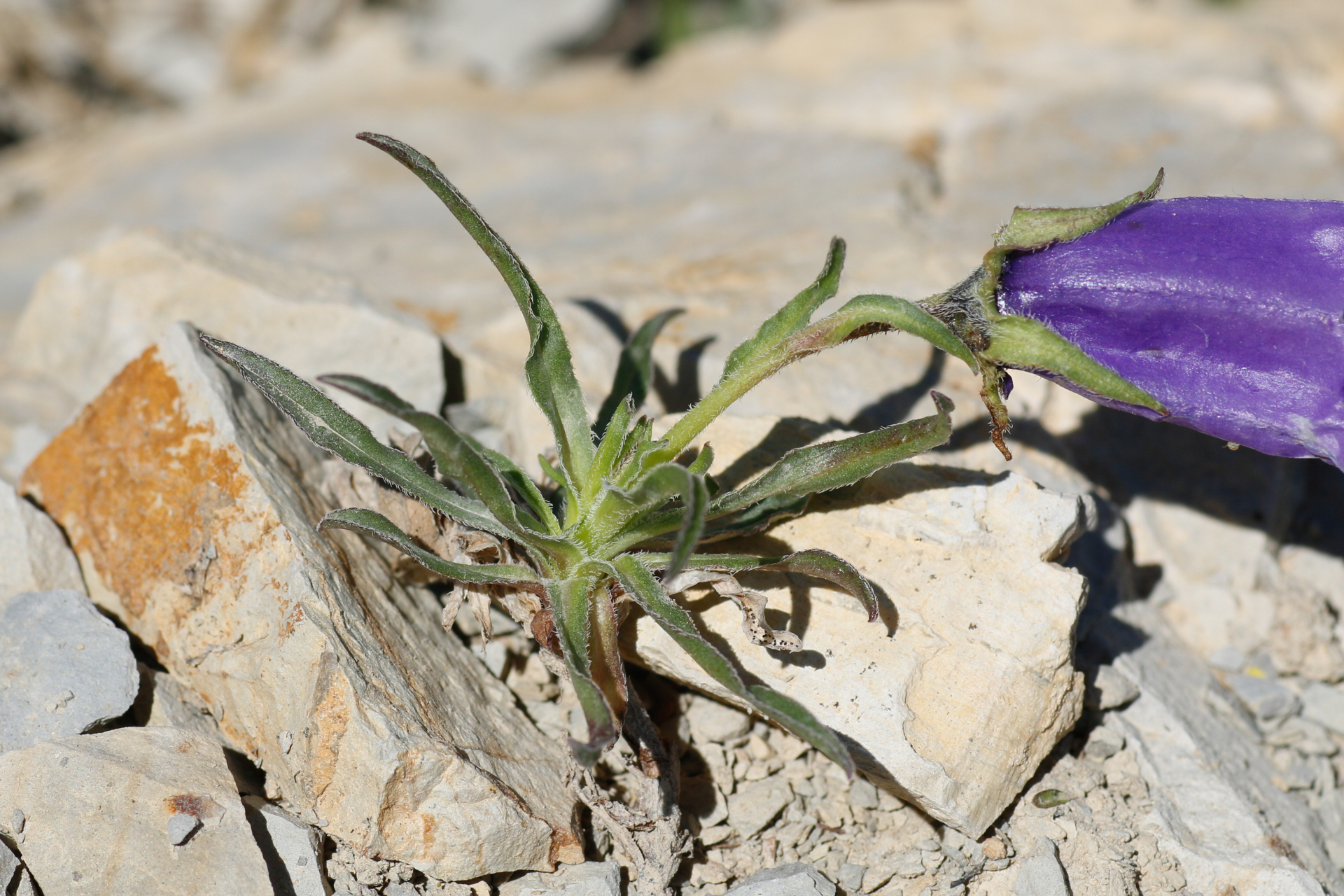 Campanula alpestris All. - Photo Bivouac Naturaliste