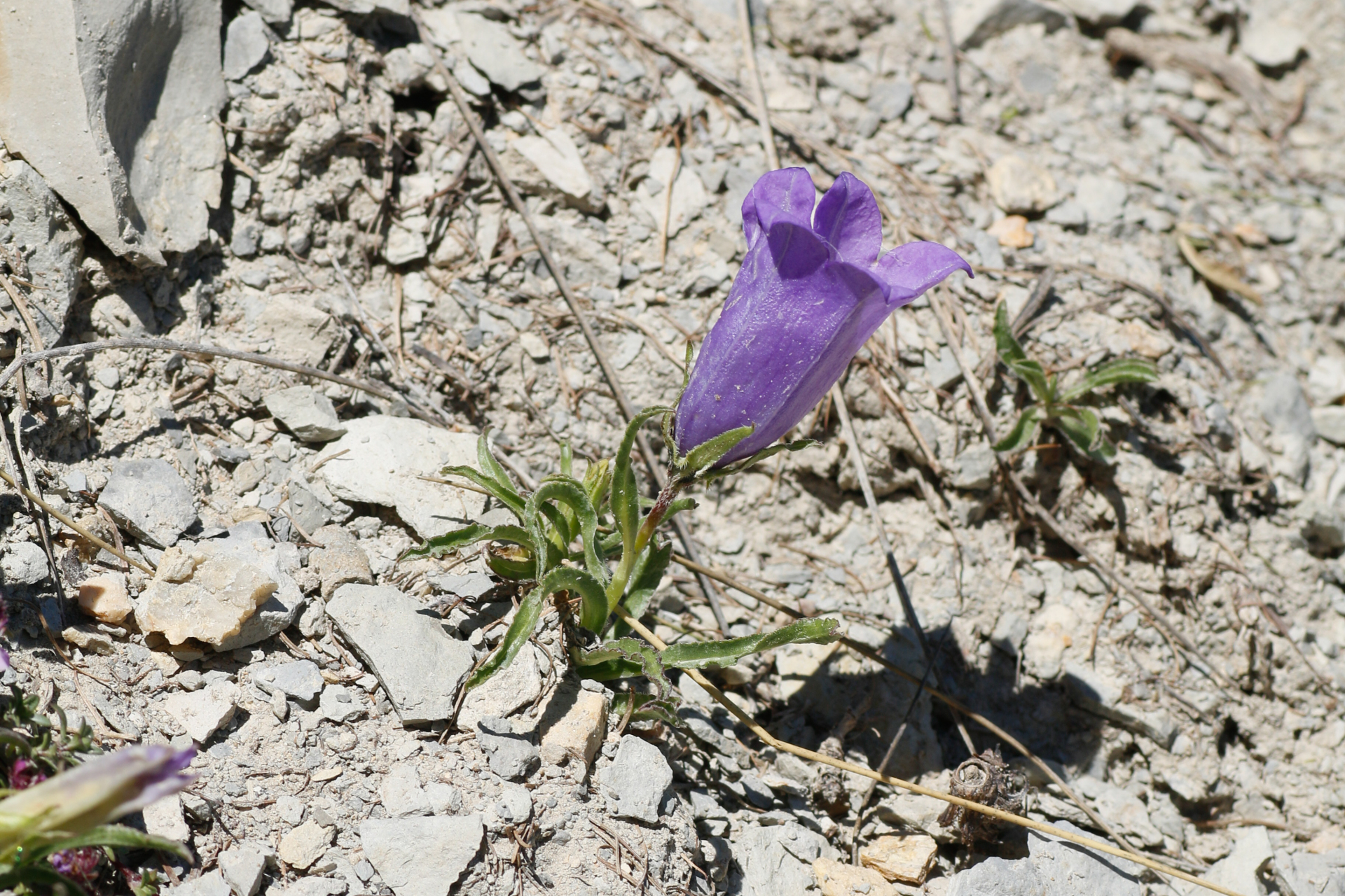 Campanula alpestris All. - Photo Bivouac Naturaliste