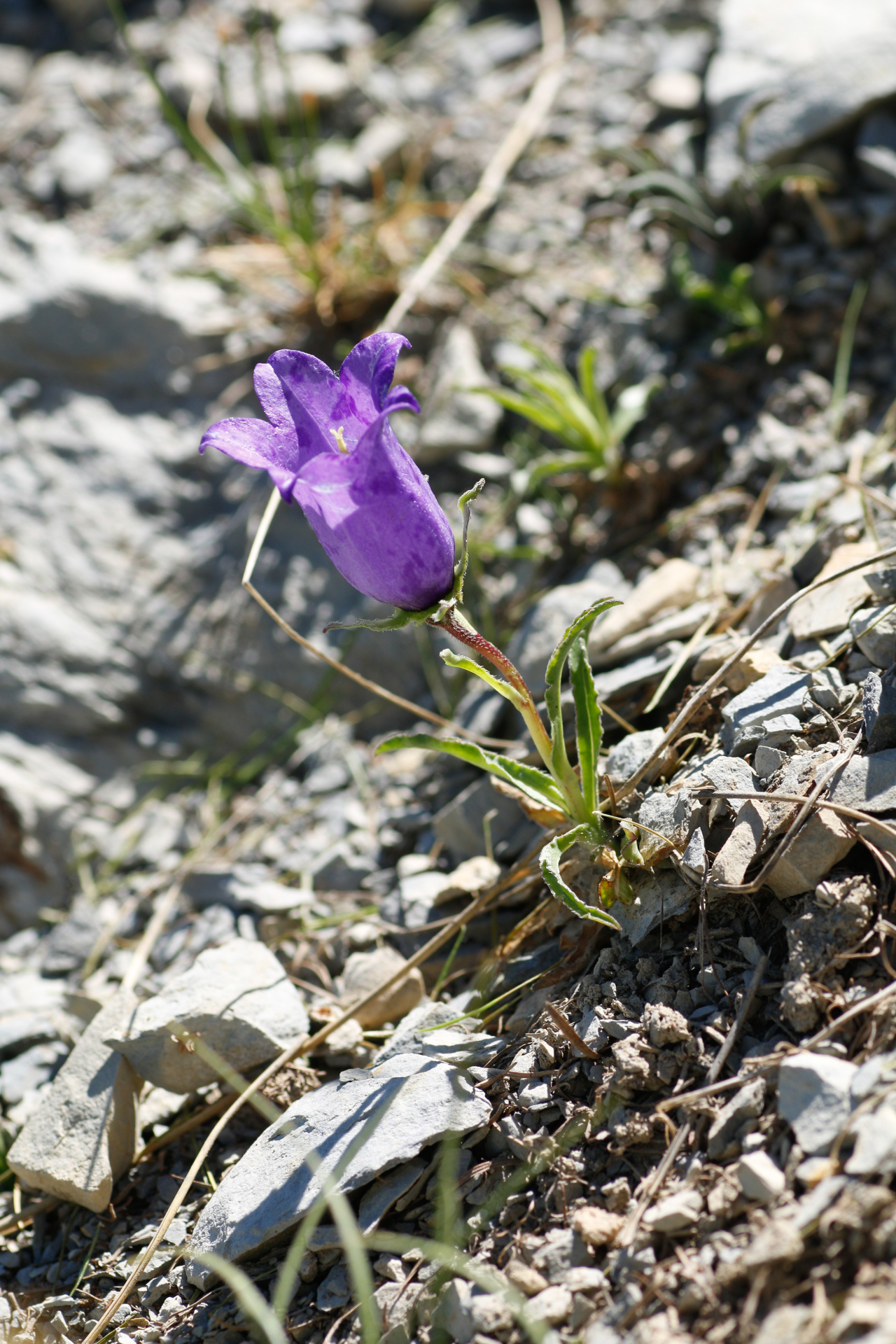 Campanula alpestris All. - Photo Bivouac Naturaliste