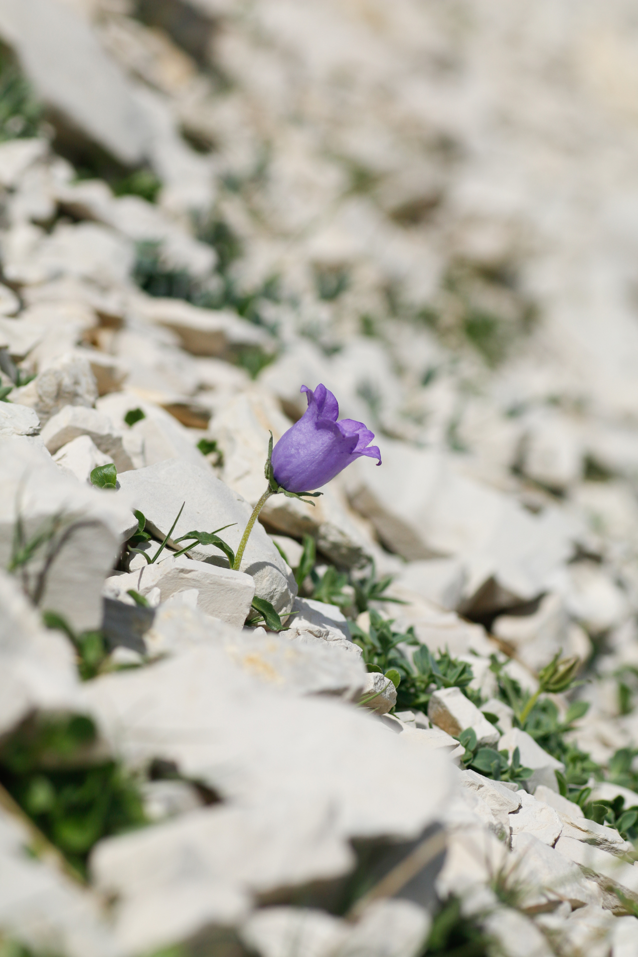 Campanula alpestris All. - Photo Bivouac Naturaliste