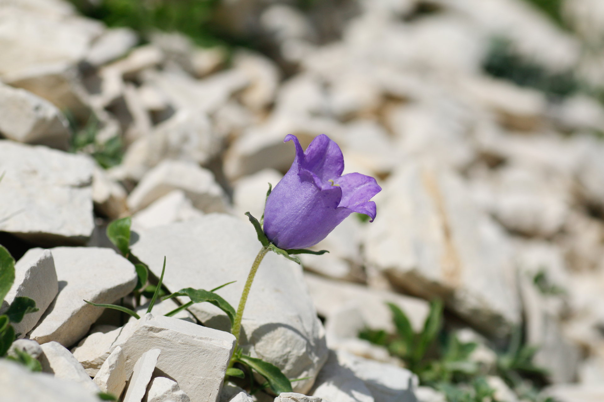 Campanula alpestris All. - Photo Bivouac Naturaliste