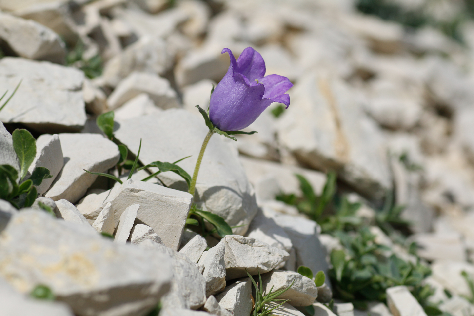 Campanula alpestris All. - Photo Bivouac Naturaliste
