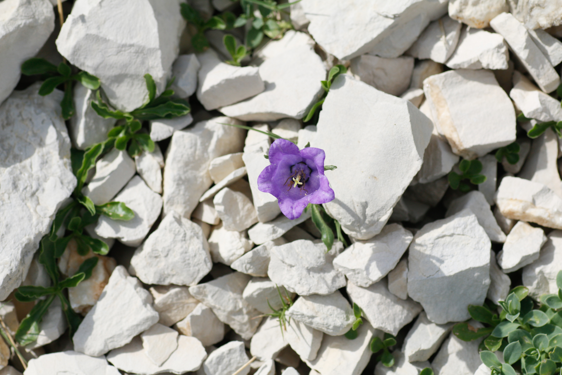 Campanula alpestris All. - Photo Bivouac Naturaliste
