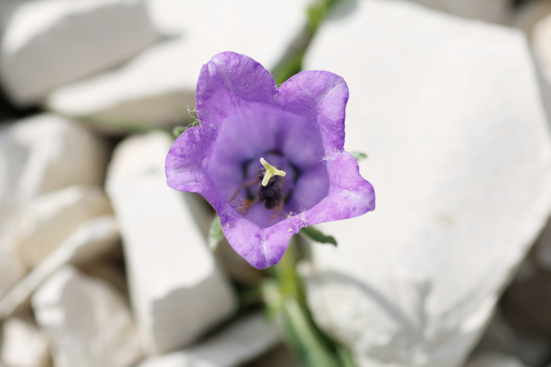 Campanula alpestris All. - Photo Bivouac Naturaliste