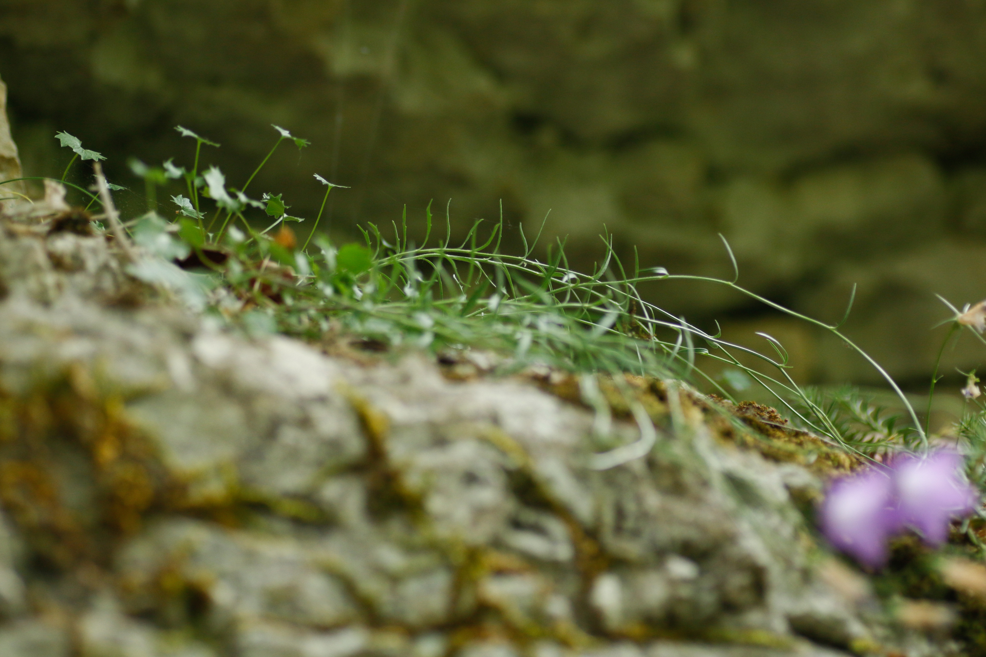 Campanula rotundifolia subsp. macrorhiza (J.Gay ex DC.) Guin. - Photo Bivouac Naturaliste