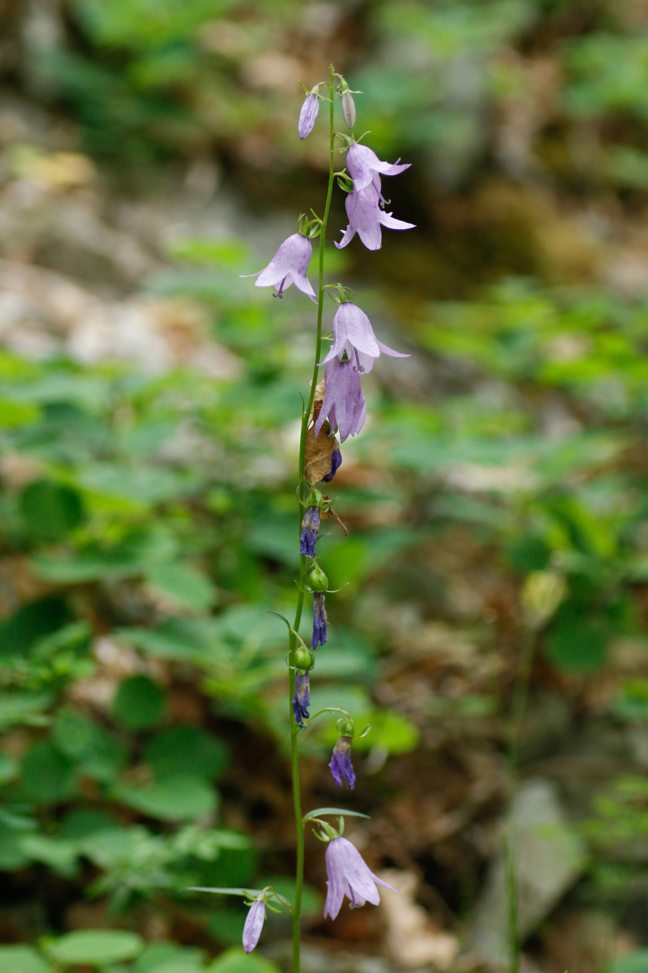 Campanula rapunculoides L. - Photo Bivouac Naturaliste