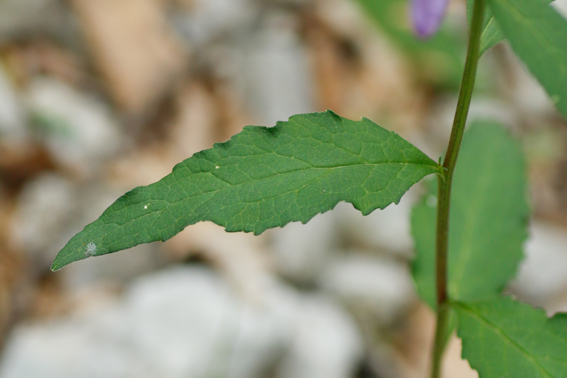 Campanula rapunculoides L. - Photo Bivouac Naturaliste