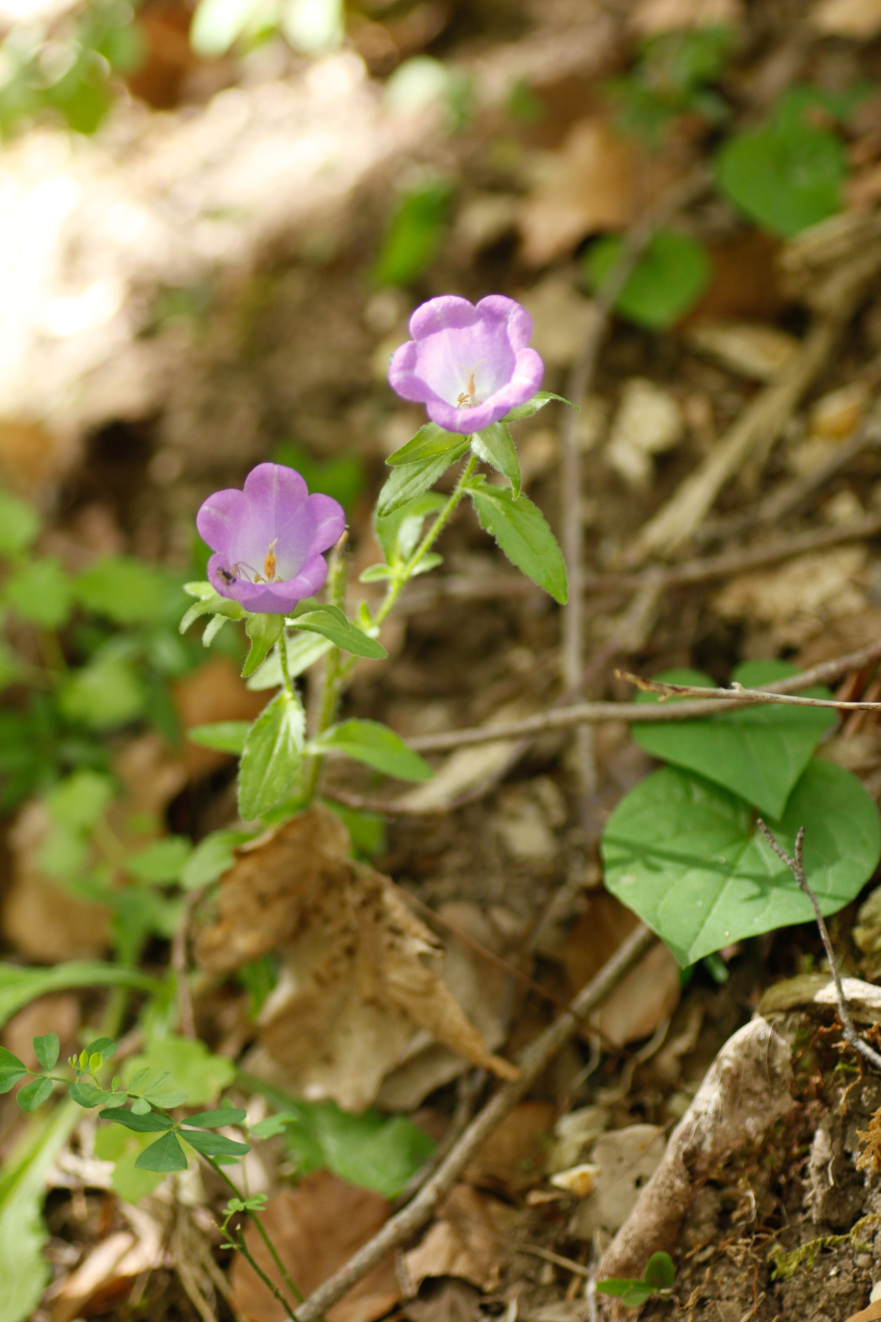 Campanula medium L. - Photo Bivouac Naturaliste