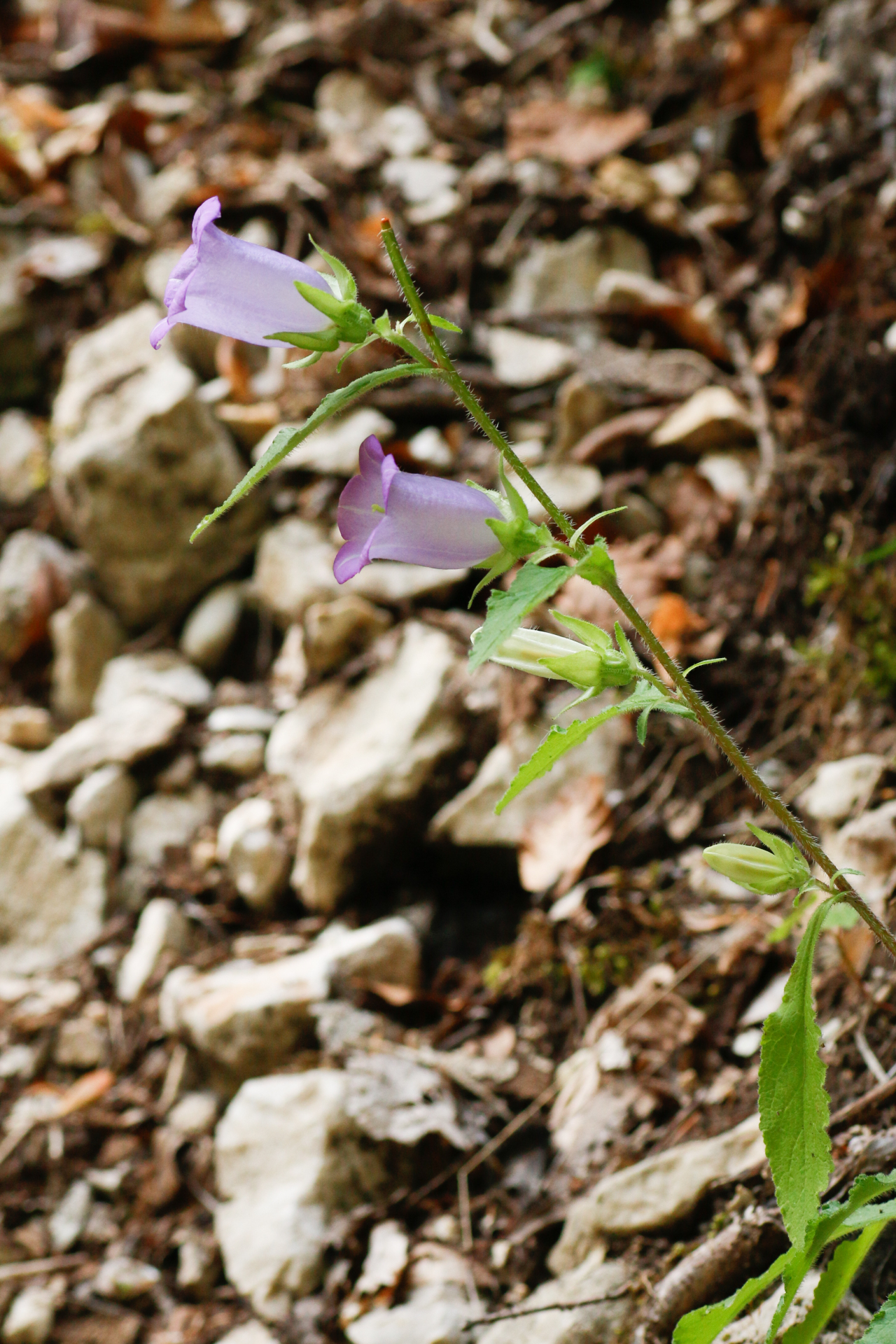 Campanula medium L. - Photo Bivouac Naturaliste