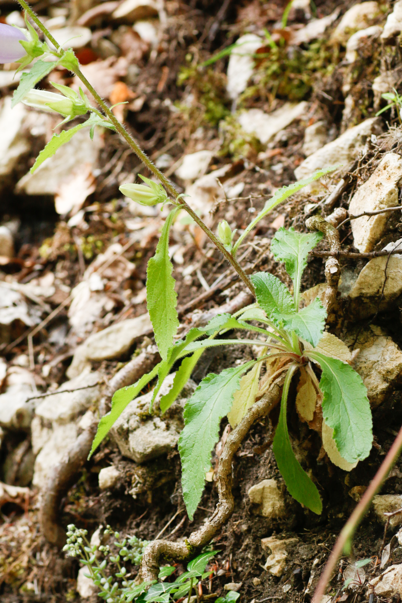 Campanula medium L. - Photo Bivouac Naturaliste