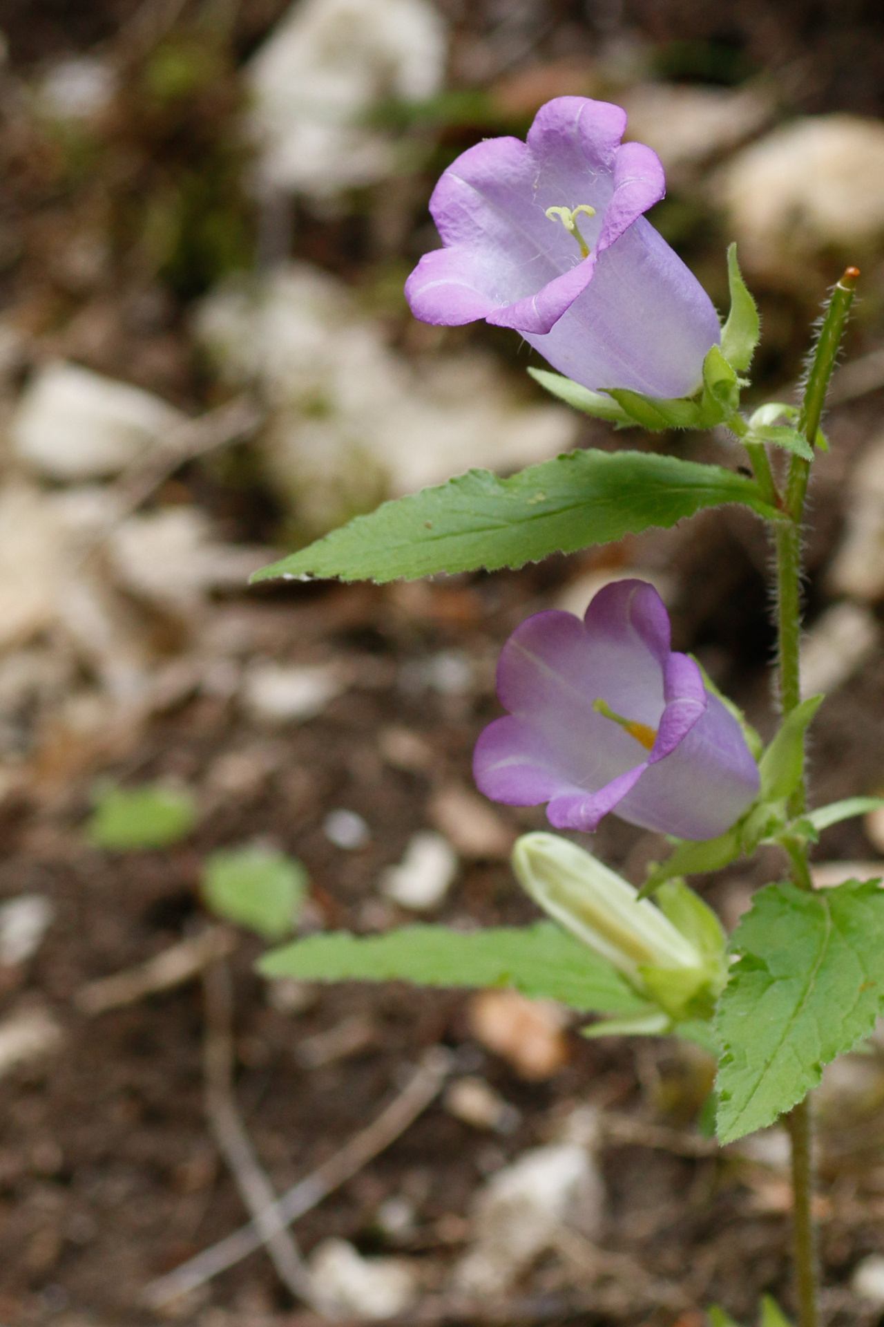 Campanula medium L. - Photo Bivouac Naturaliste