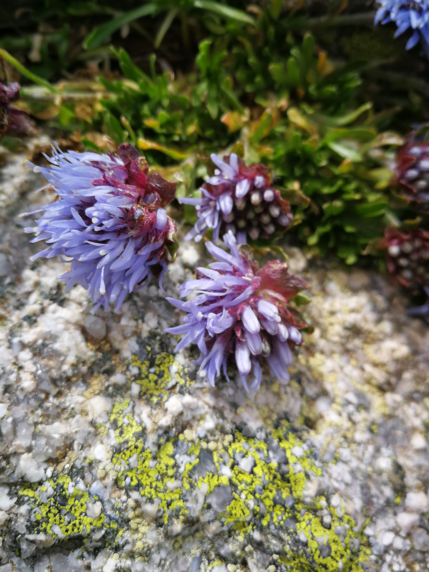Jasione crispa subsp. crispa - Photo Bivouac Naturaliste