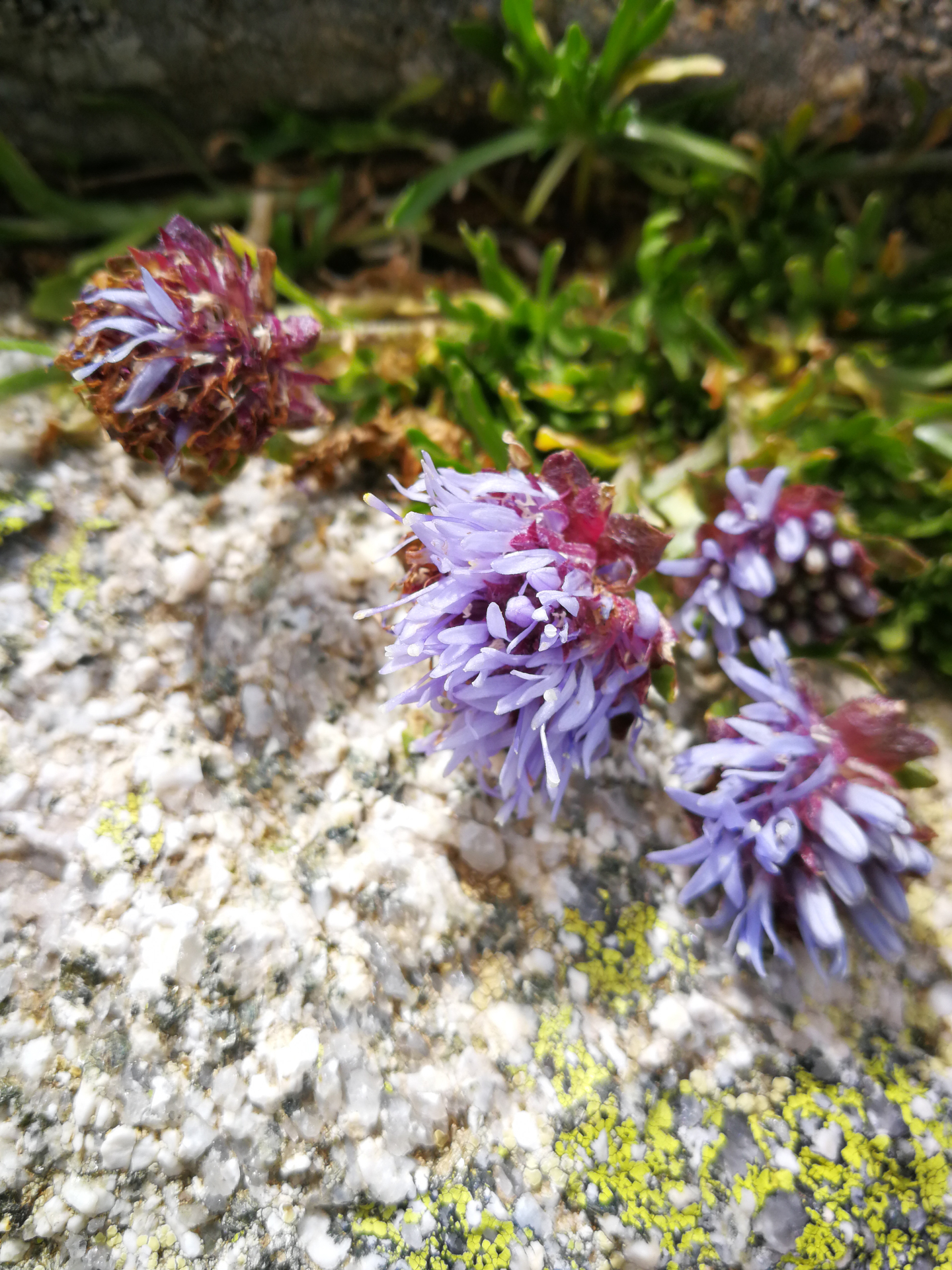 Jasione crispa subsp. crispa - Photo Bivouac Naturaliste