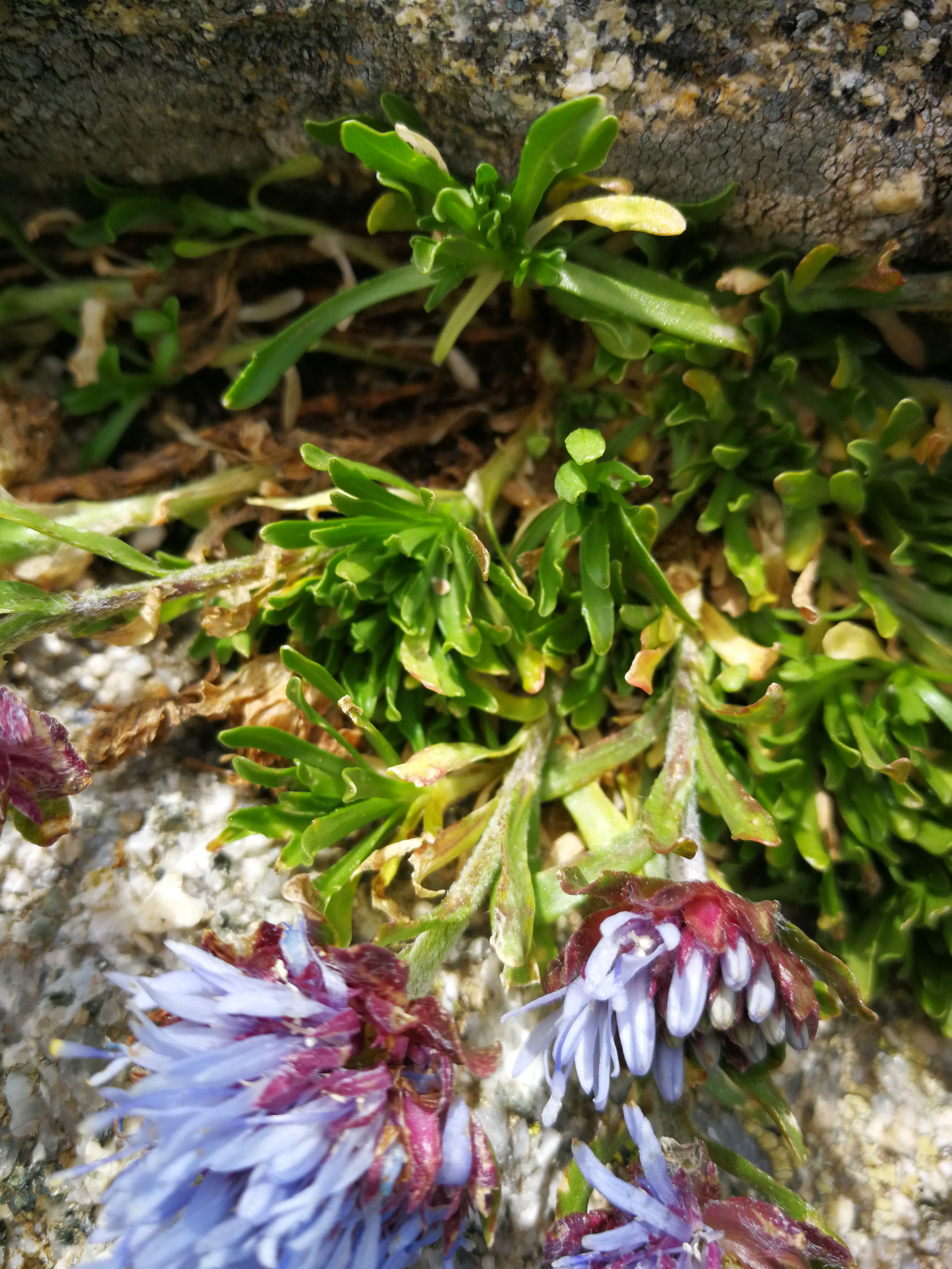 Jasione crispa subsp. crispa - Photo Bivouac Naturaliste