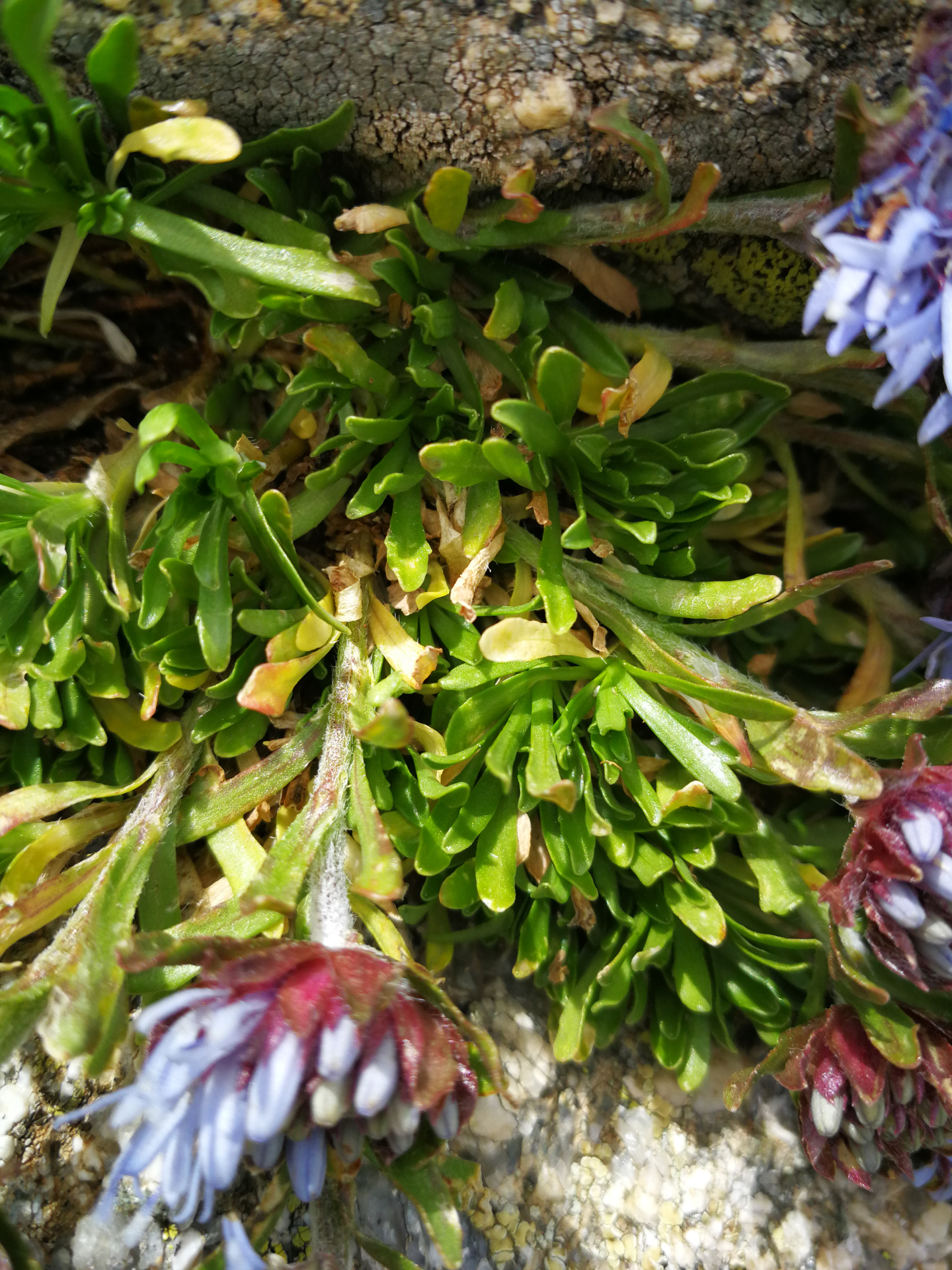 Jasione crispa subsp. crispa - Photo Bivouac Naturaliste