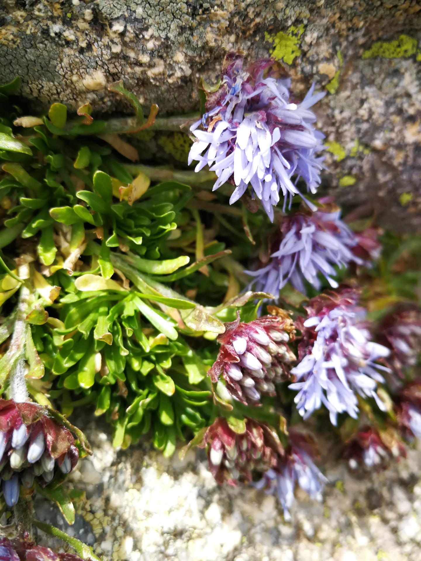 Jasione crispa subsp. crispa - Photo Bivouac Naturaliste