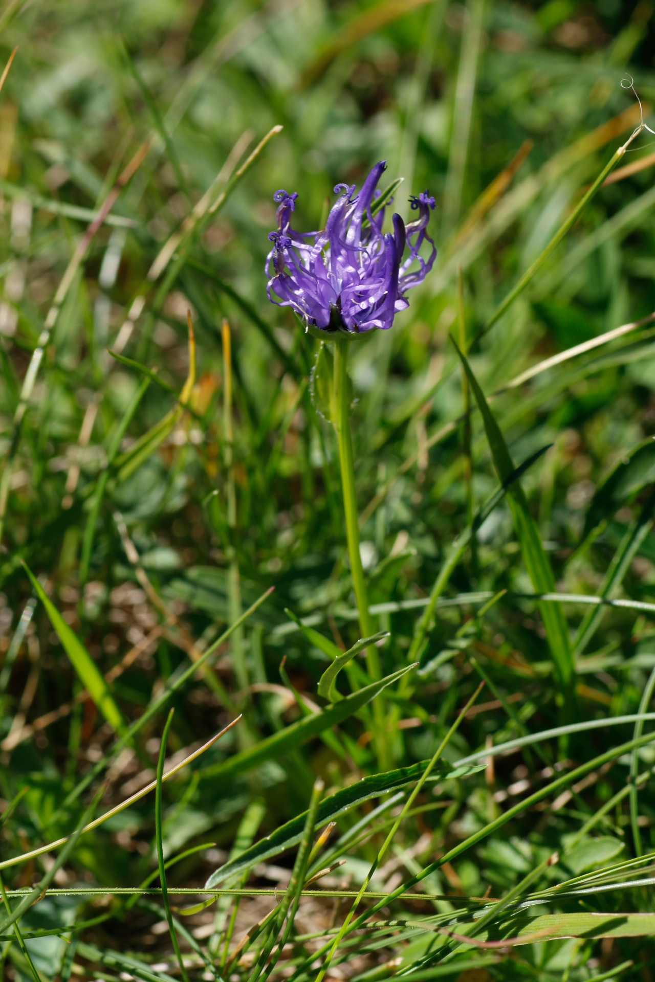 Phyteuma hemisphaericum L. - Photo Bivouac Naturaliste