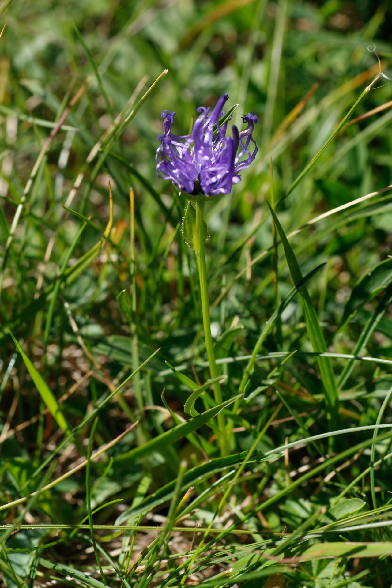 Phyteuma hemisphaericum L. - Photo Bivouac Naturaliste