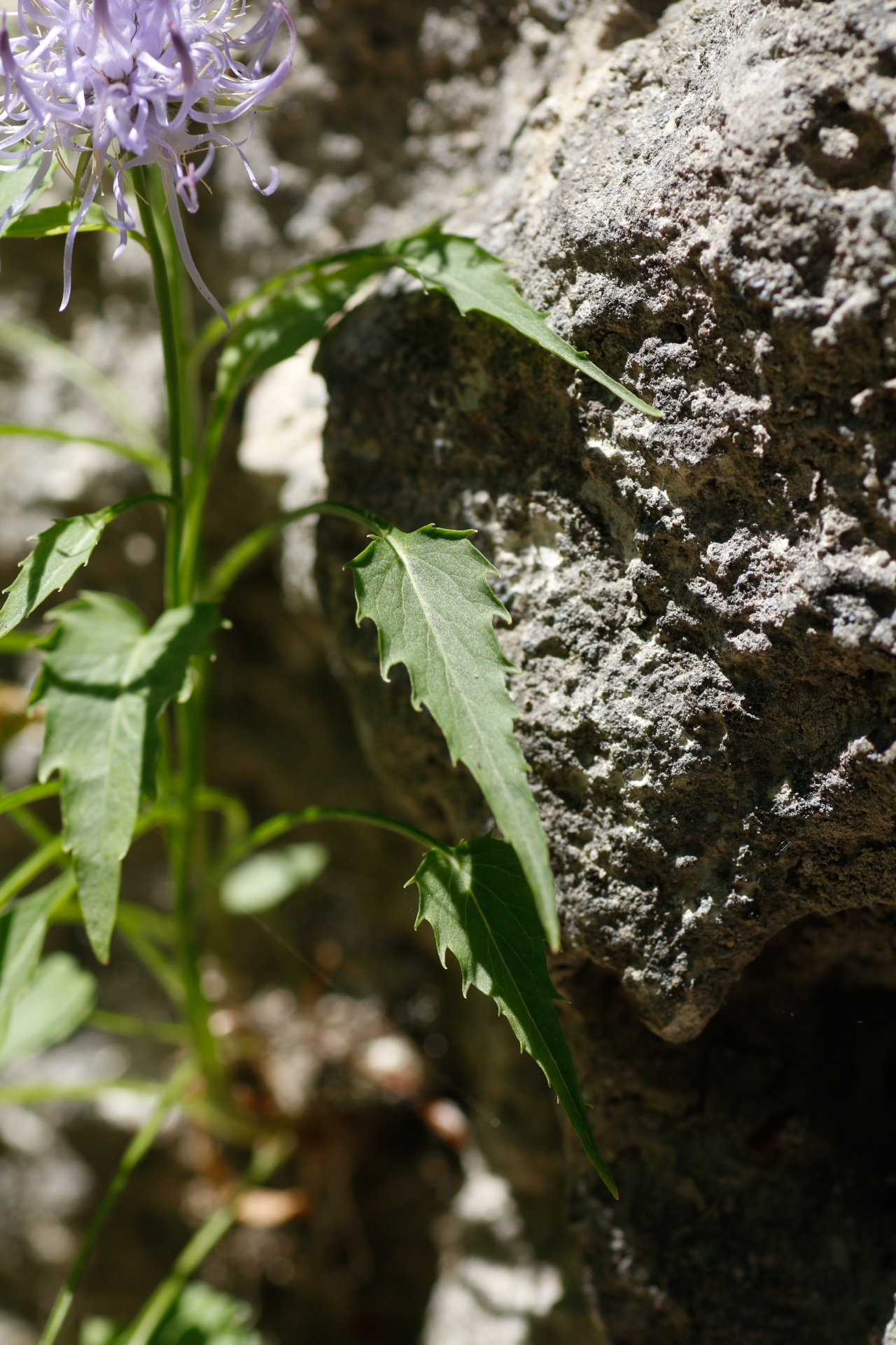 Phyteuma charmelii Vill. - Photo Bivouac Naturaliste