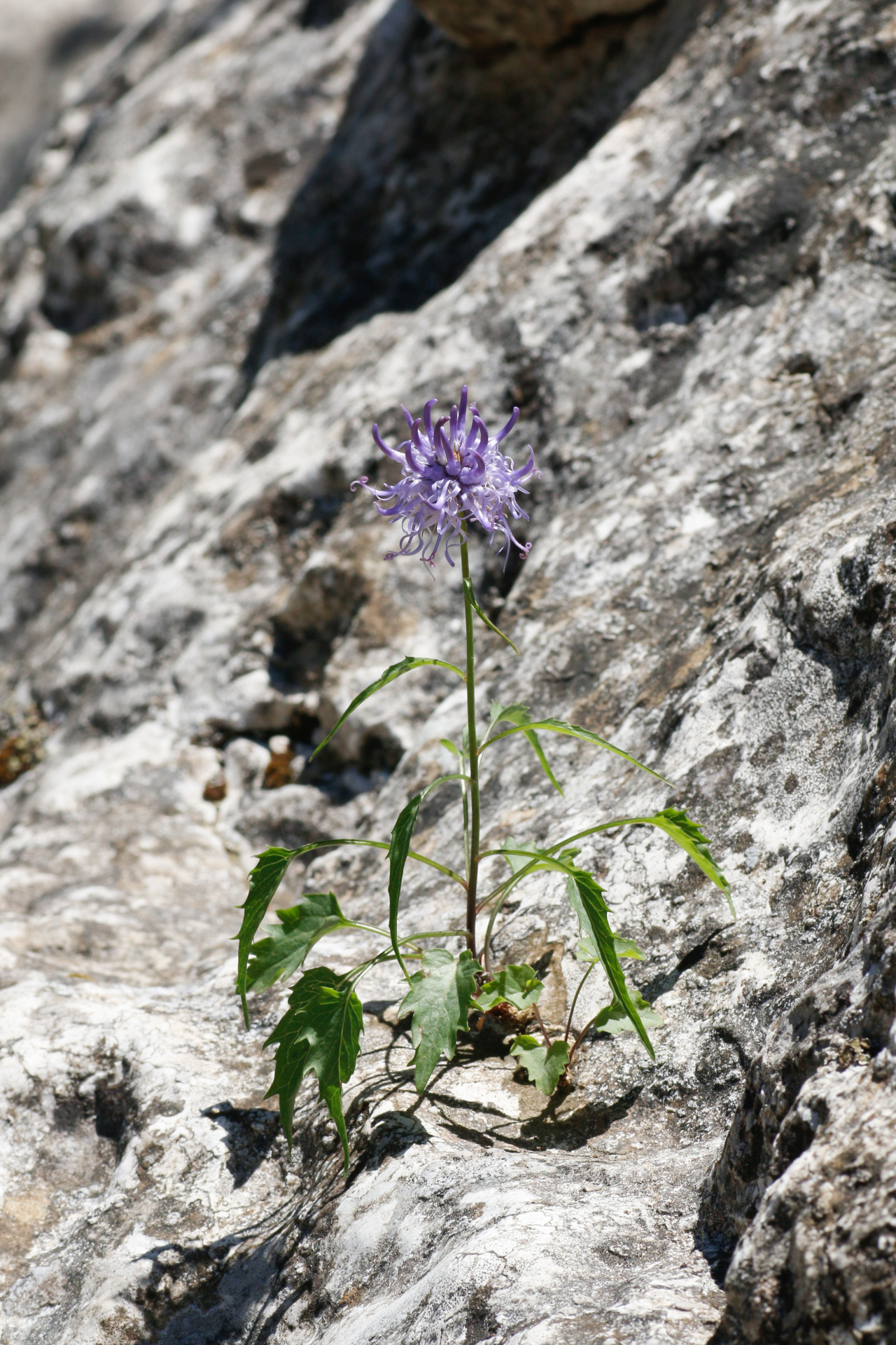 Phyteuma charmelii Vill. - Photo Bivouac Naturaliste