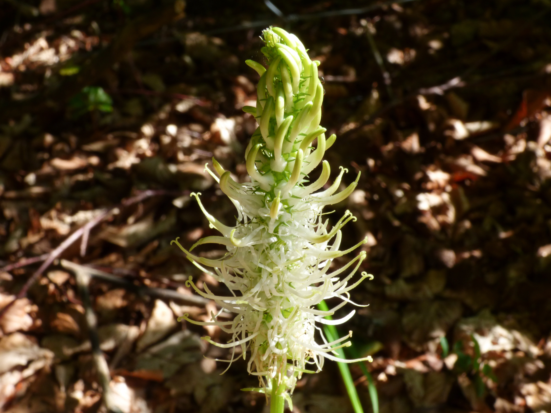 Phyteuma spicatum L. - Photo Bivouac Naturaliste