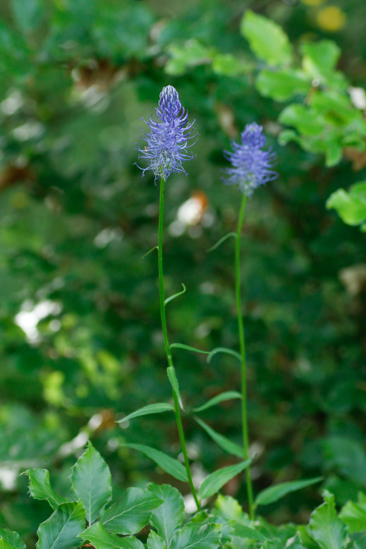 Phyteuma spicatum L. - Photo Bivouac Naturaliste